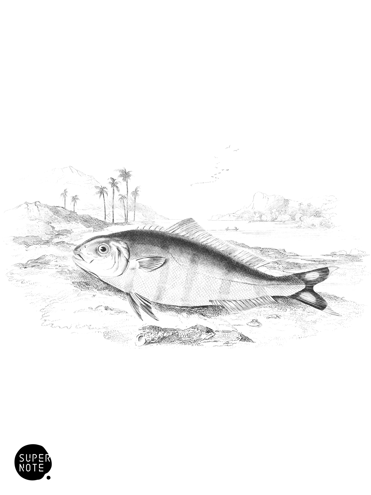 Indian Pilot-Fish (vol-27 plate-2).png