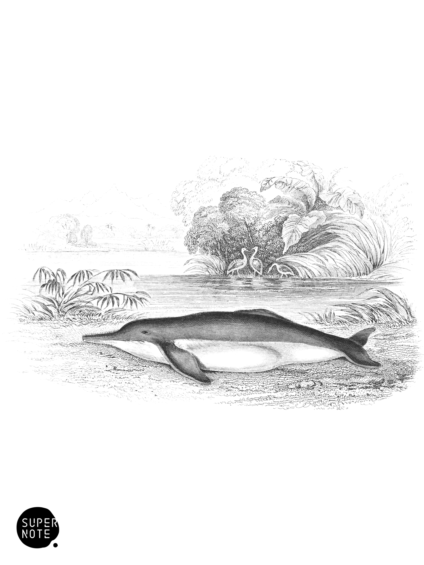 Inia of Bolivia (vol-16 plate-29).png