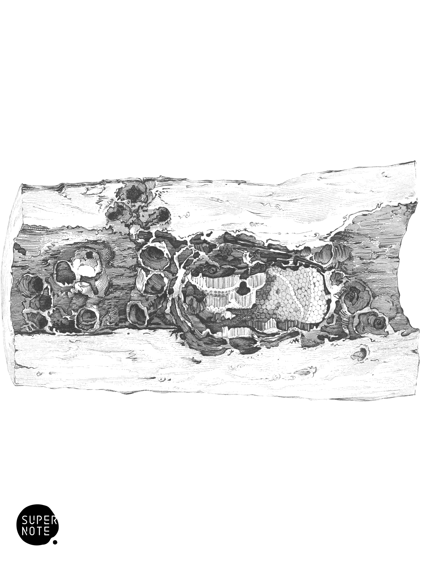 Interior of a Mexican Bee’s Nest (vol-26 plate-22).png