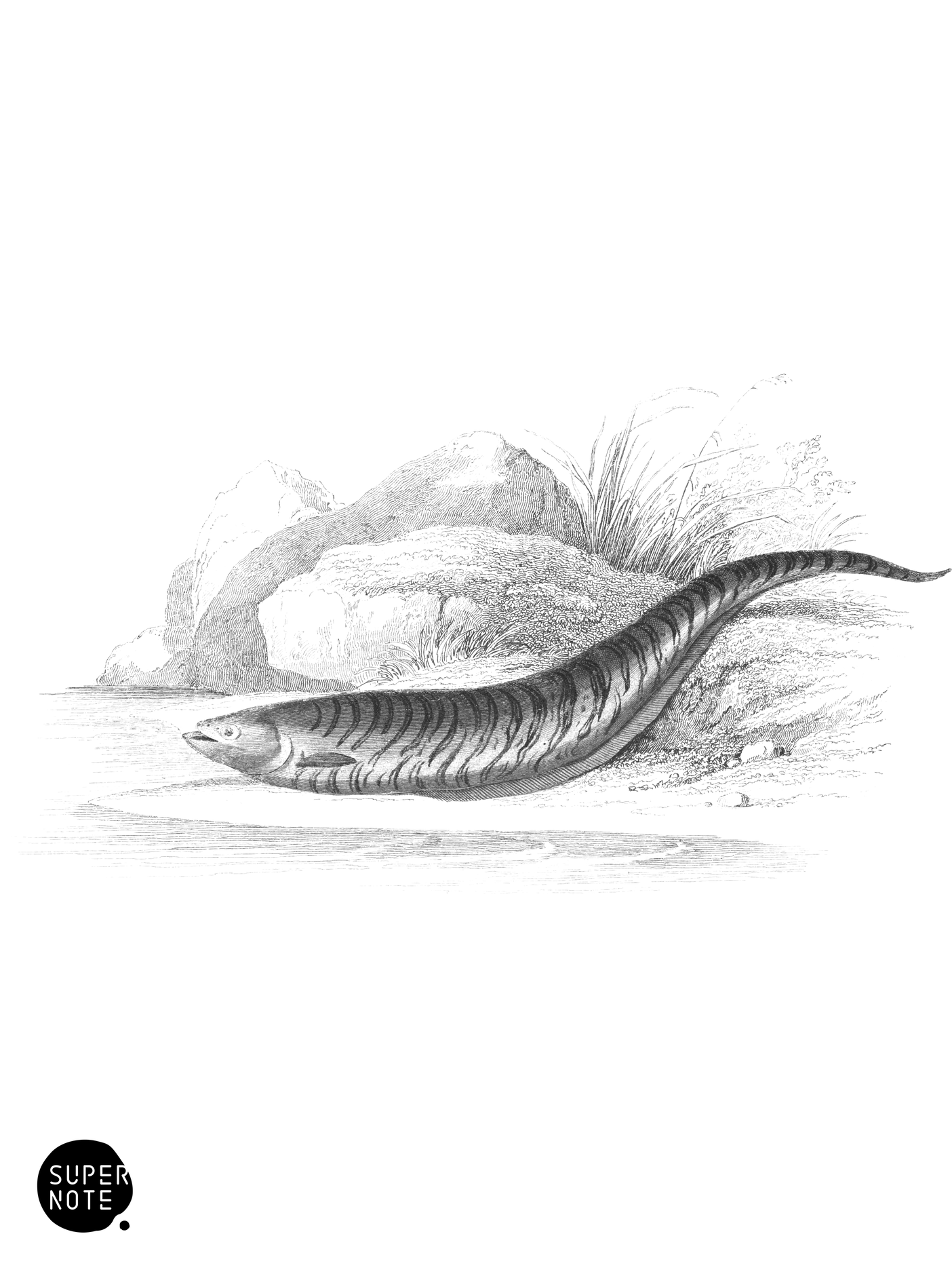 Irregularly Banded Gymnotus (vol-38 plate-19).png