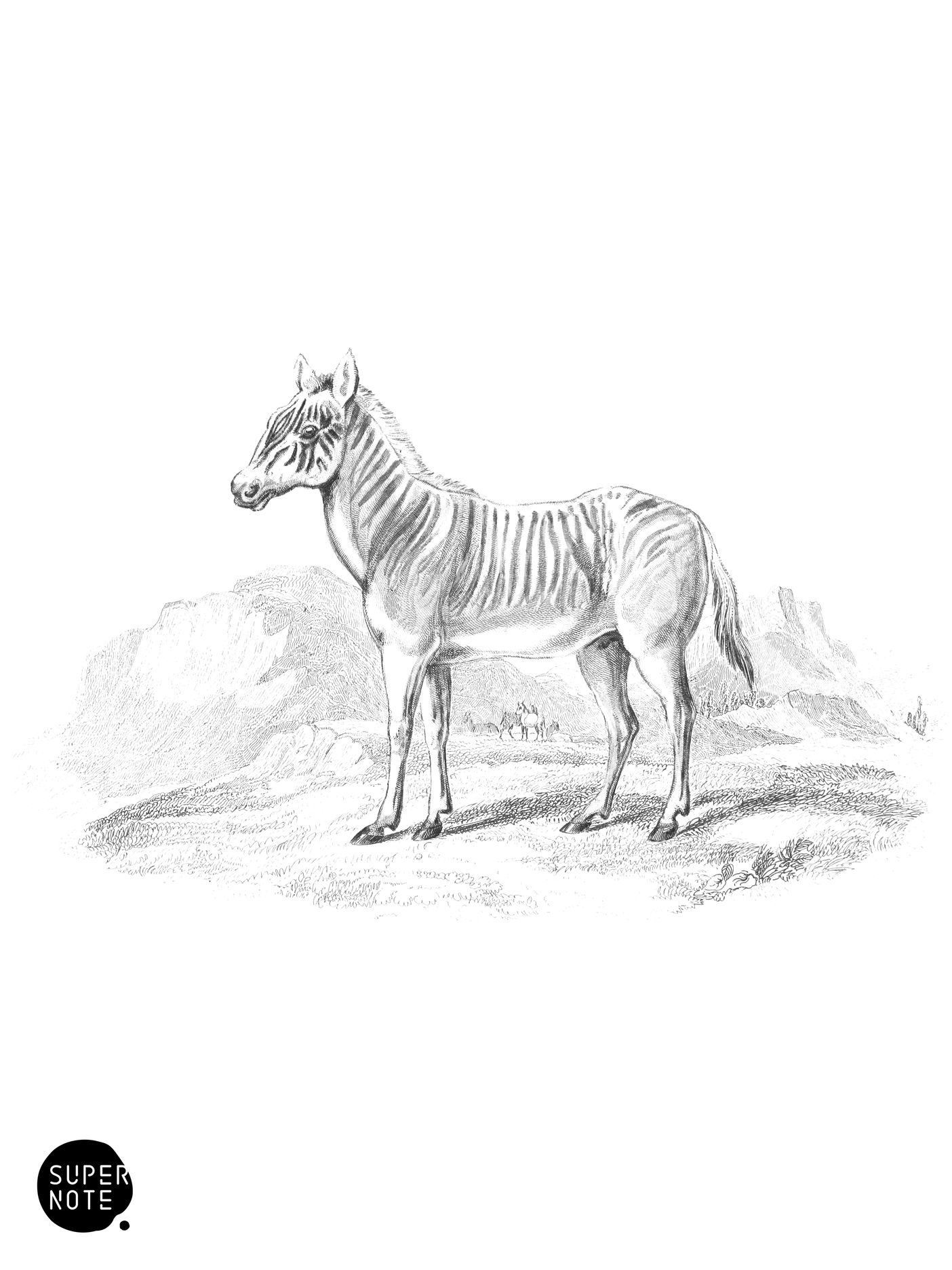Isabella Quagga (vol-31 plate-25).png