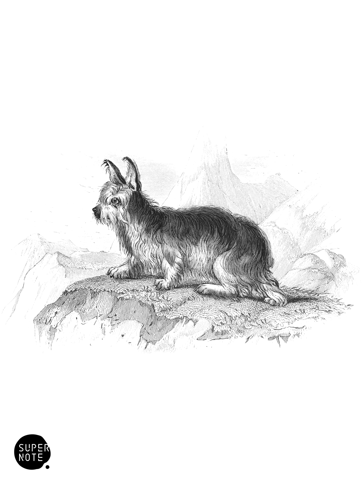 Isle of Skye Terrier (vol-28 plate-18).png