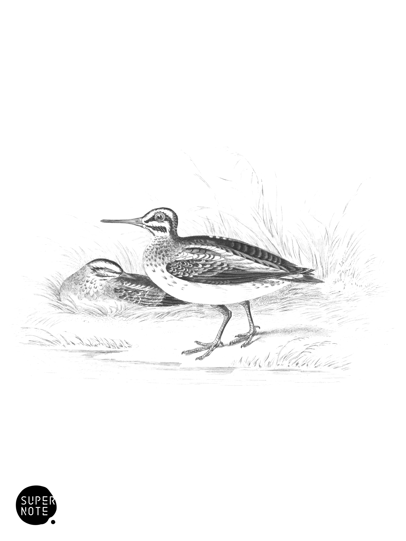 Jack Snipe (vol-34 plate-12).png