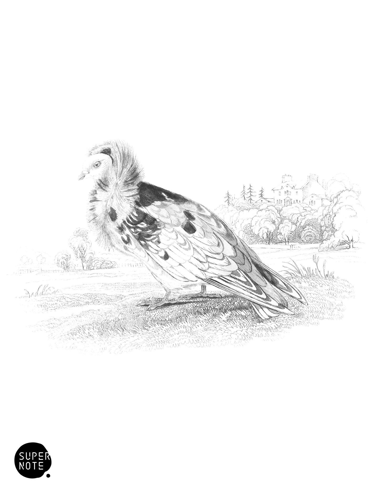Jacobine Pigeon (vol-09 plate-14).png
