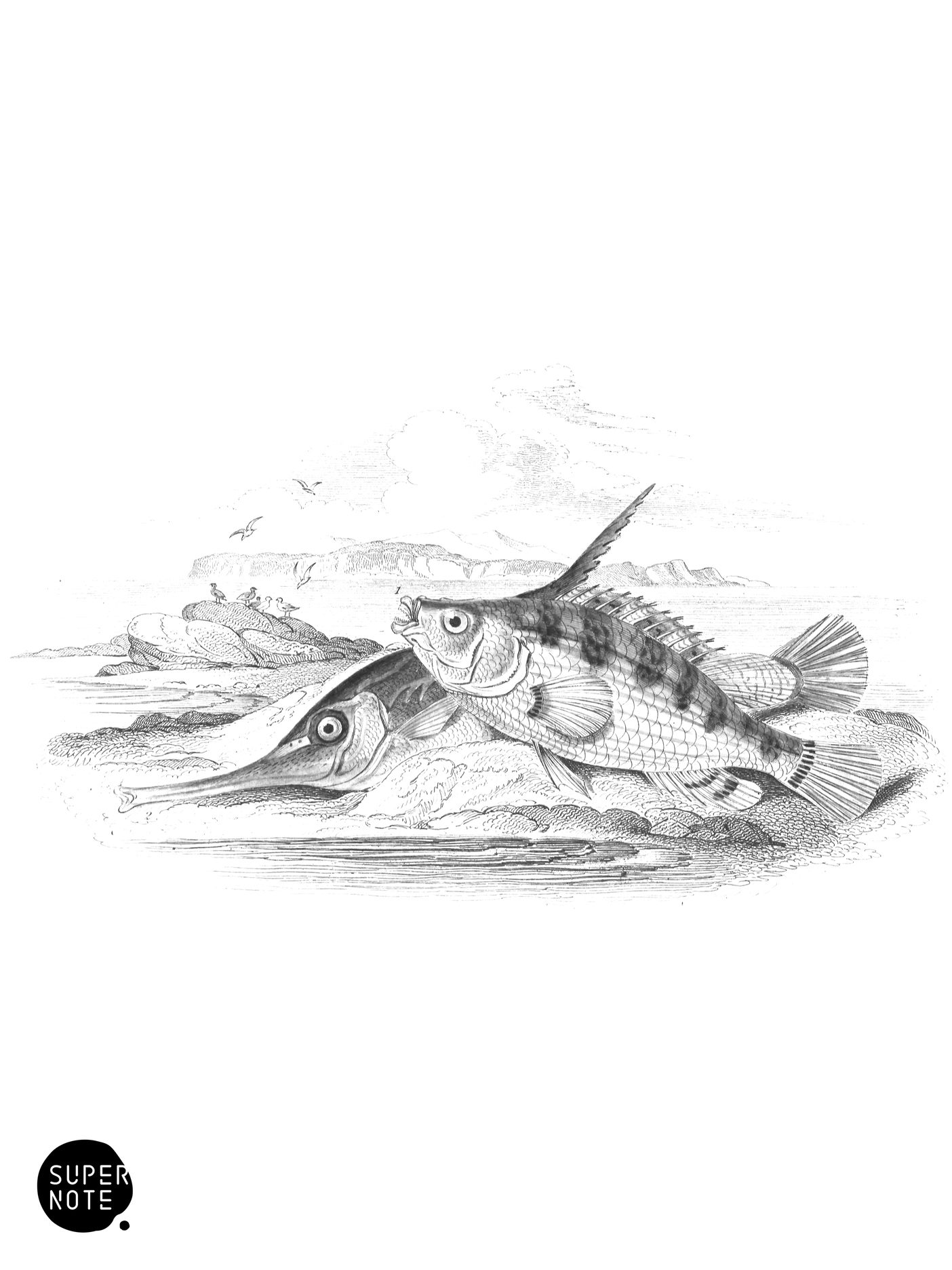 Jago’s Goldsinny & Trumpet-Fish, or Sea-Snipe (vol-37 plate-23).png