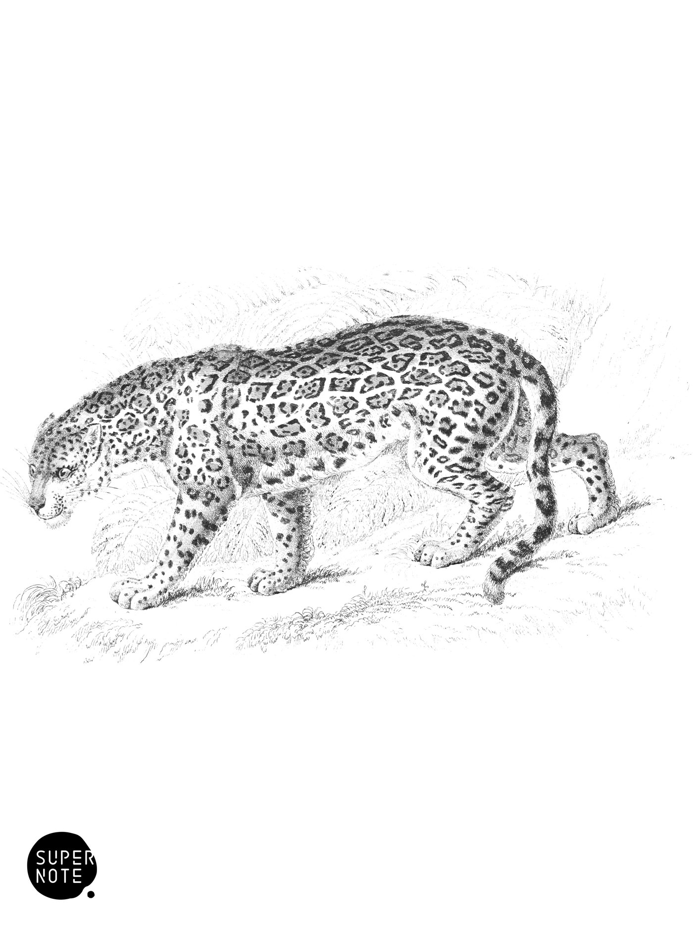 Jaguar, or American Panther (vol-04 plate-10).png