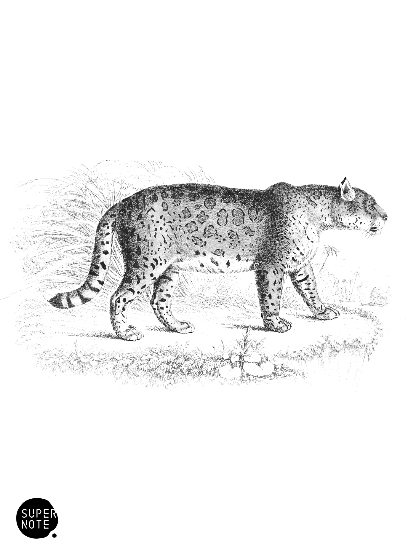 Jaguar, or American Panther (vol-04 plate-11).png