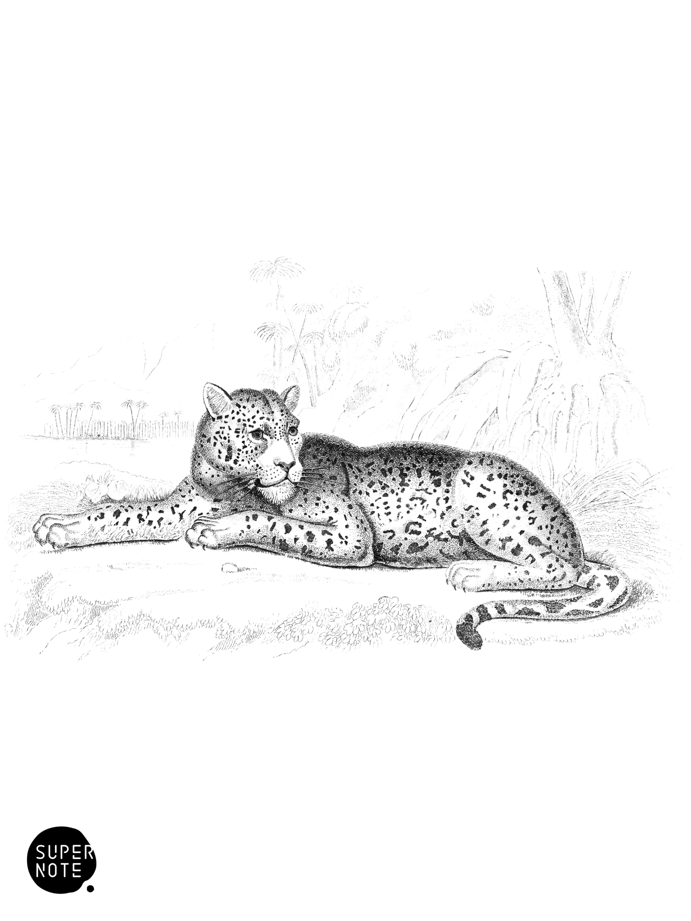 Jaguar, or American Panther (vol-04 plate-12).png
