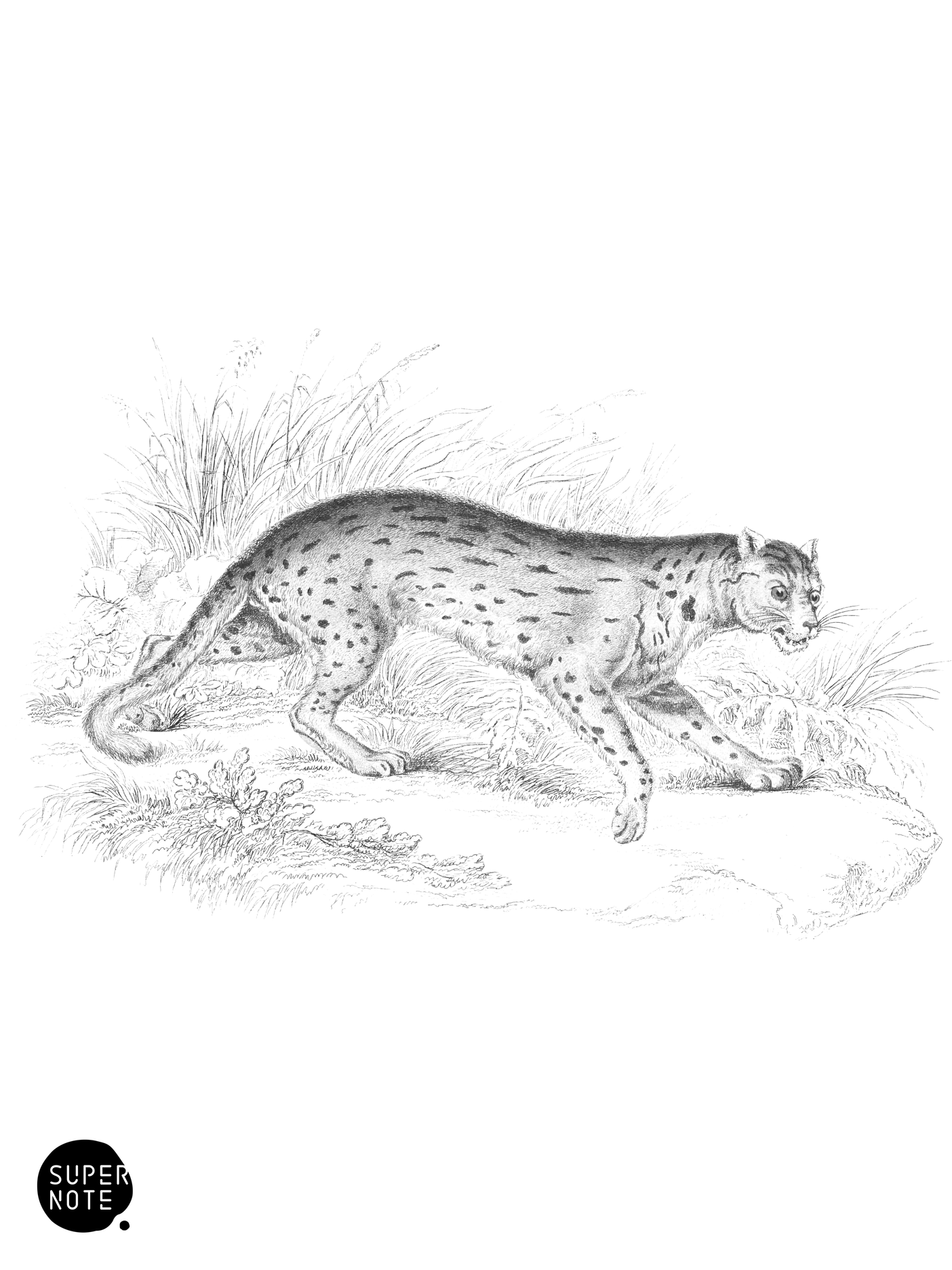Javanese Cat (vol-04 plate-19).png