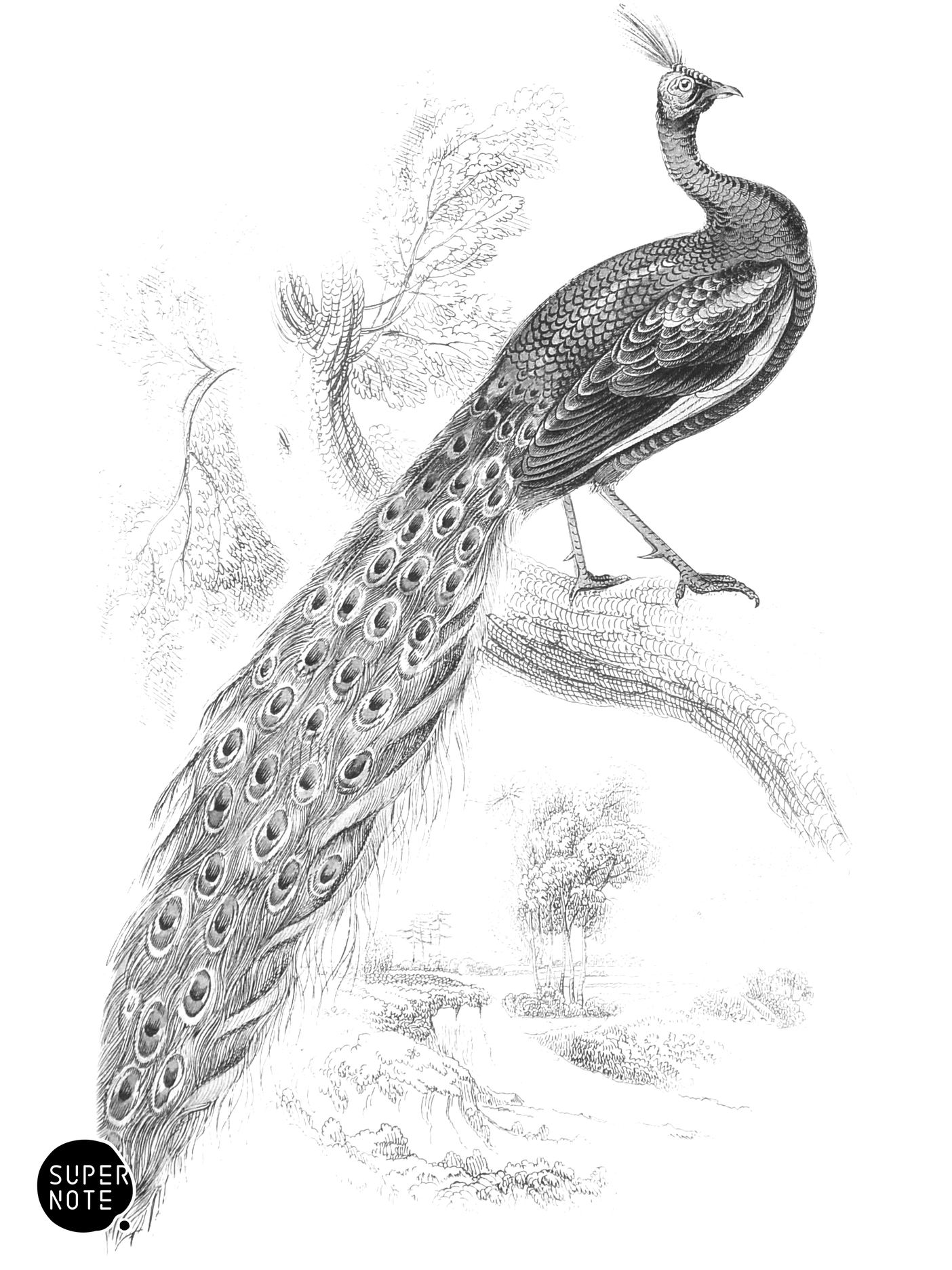 Javanese Peacock (vol-05 plate-4).png