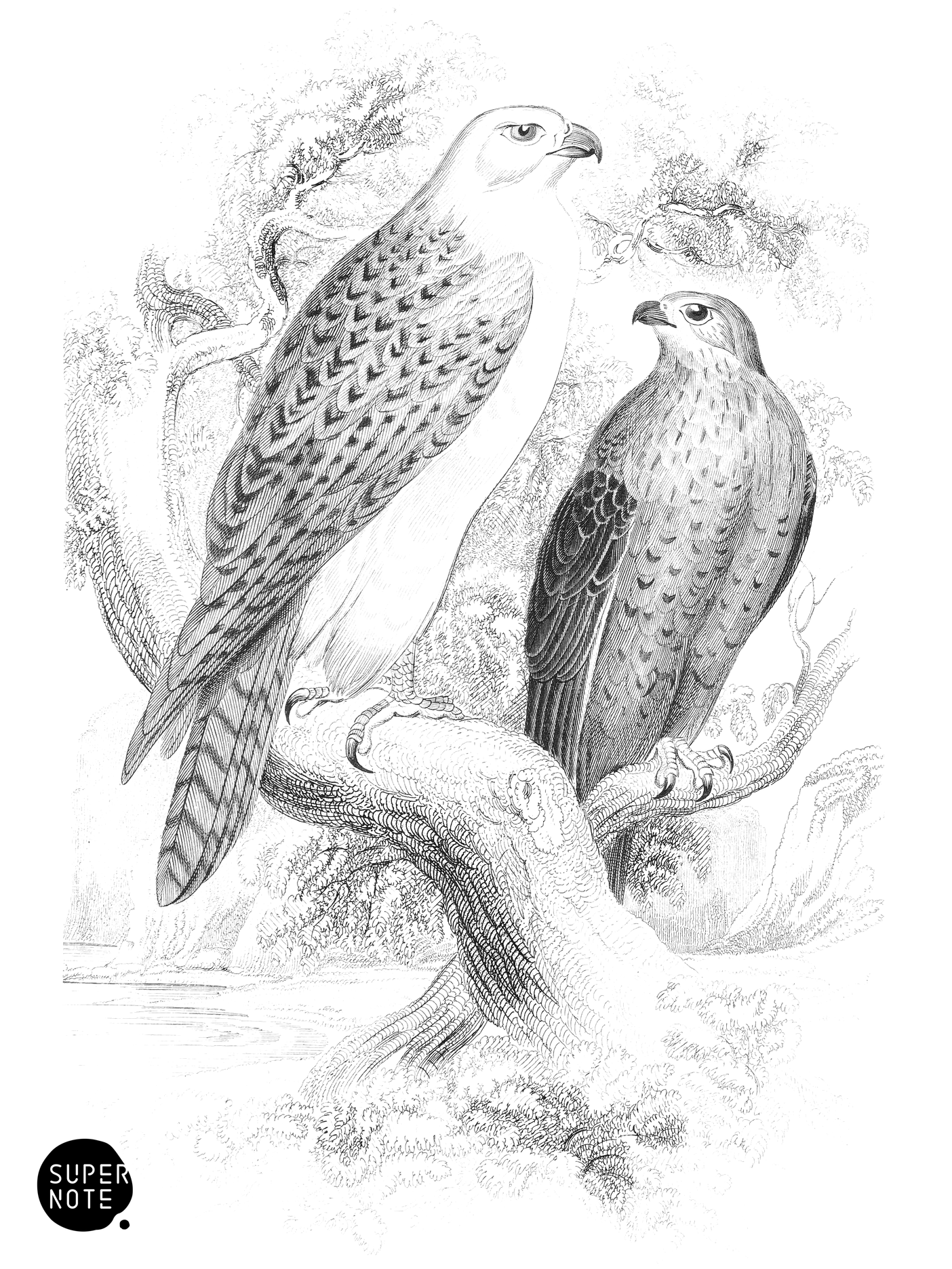 Jer Falcon (vol-20 plate-3).png