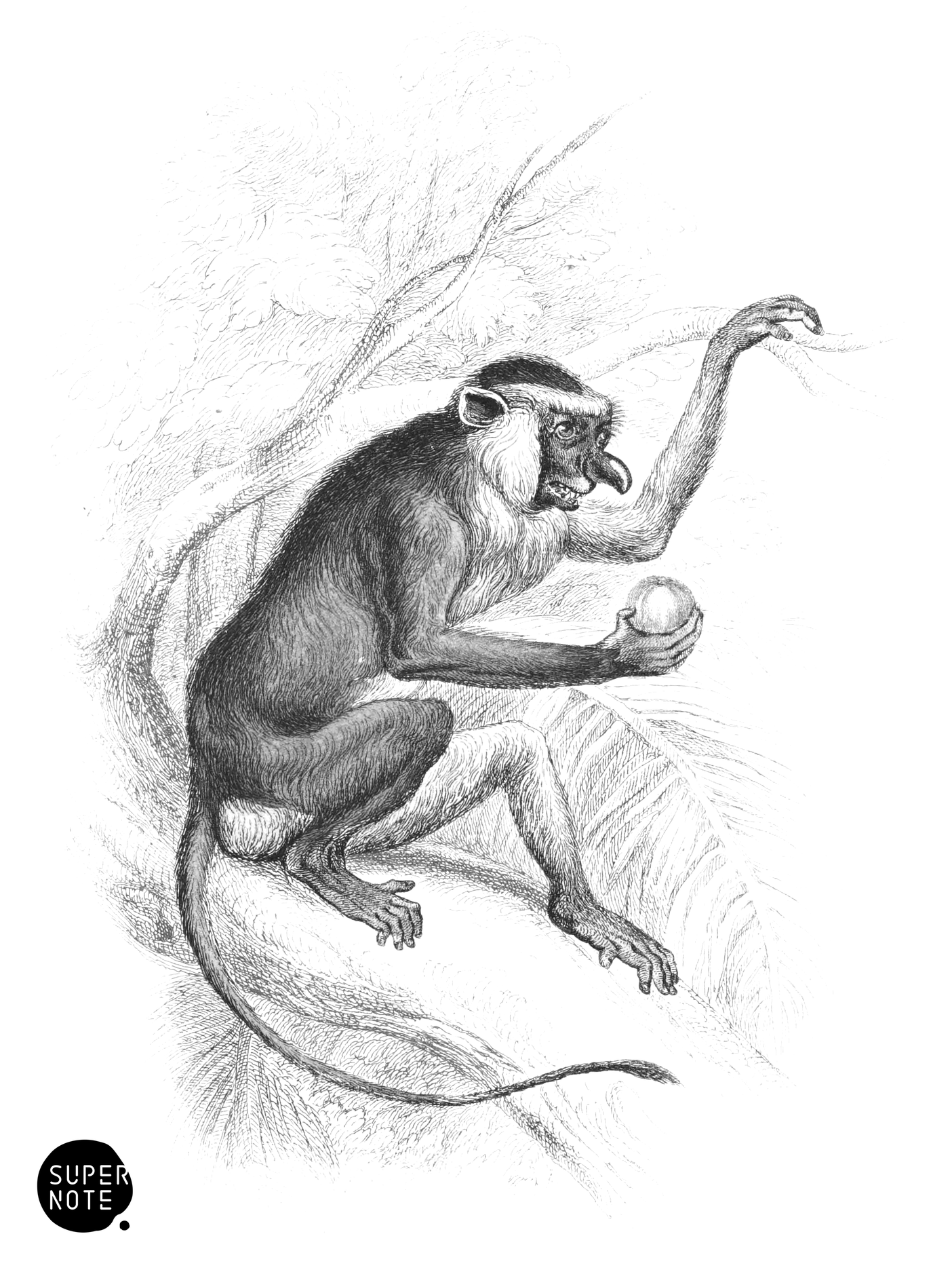 Kahau or Proboscis Monkey (vol-02 plate-6-cw).png