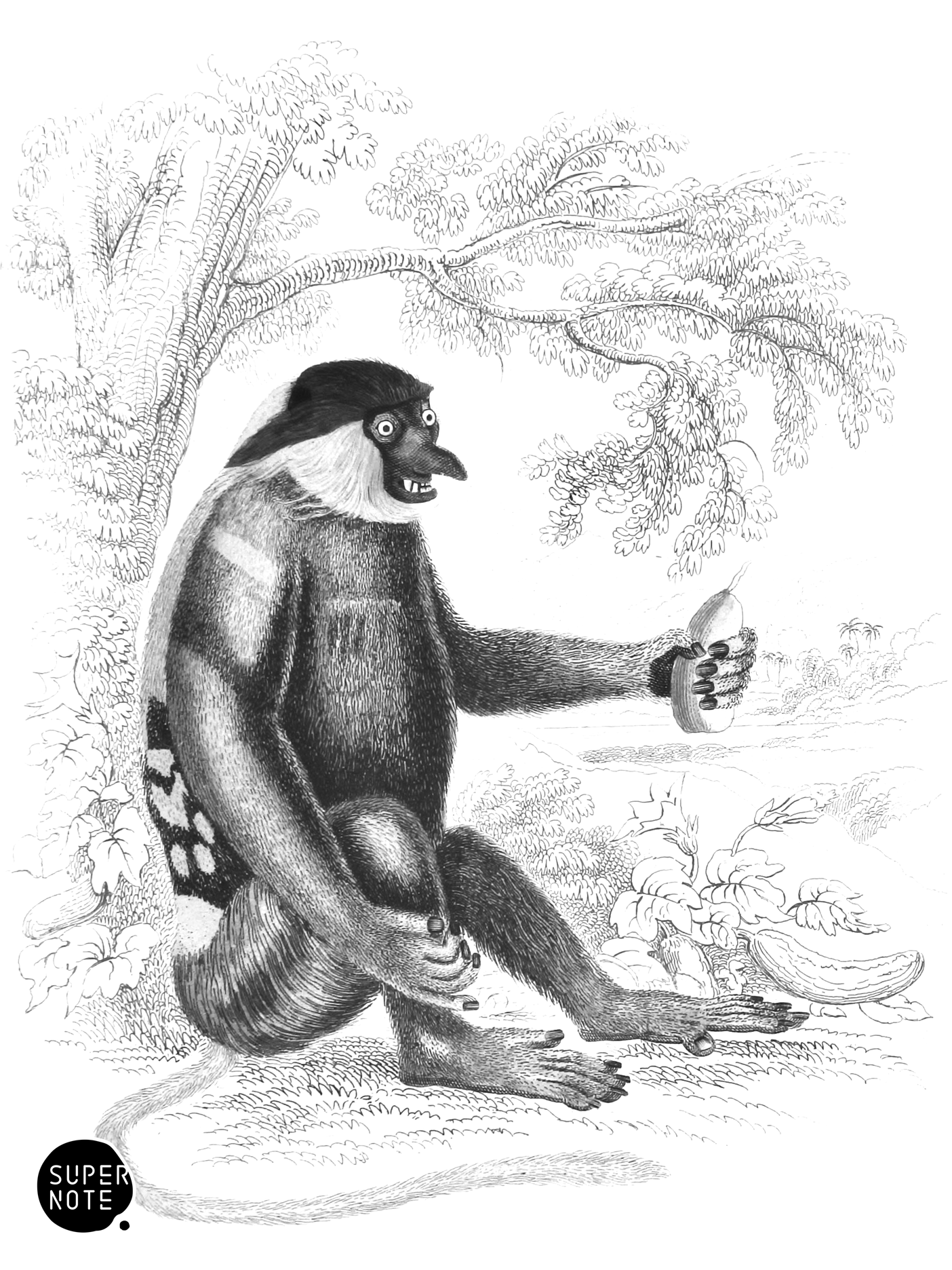 Kahau or Proboscis Monkey (vol-02 plate-6-lizars).png