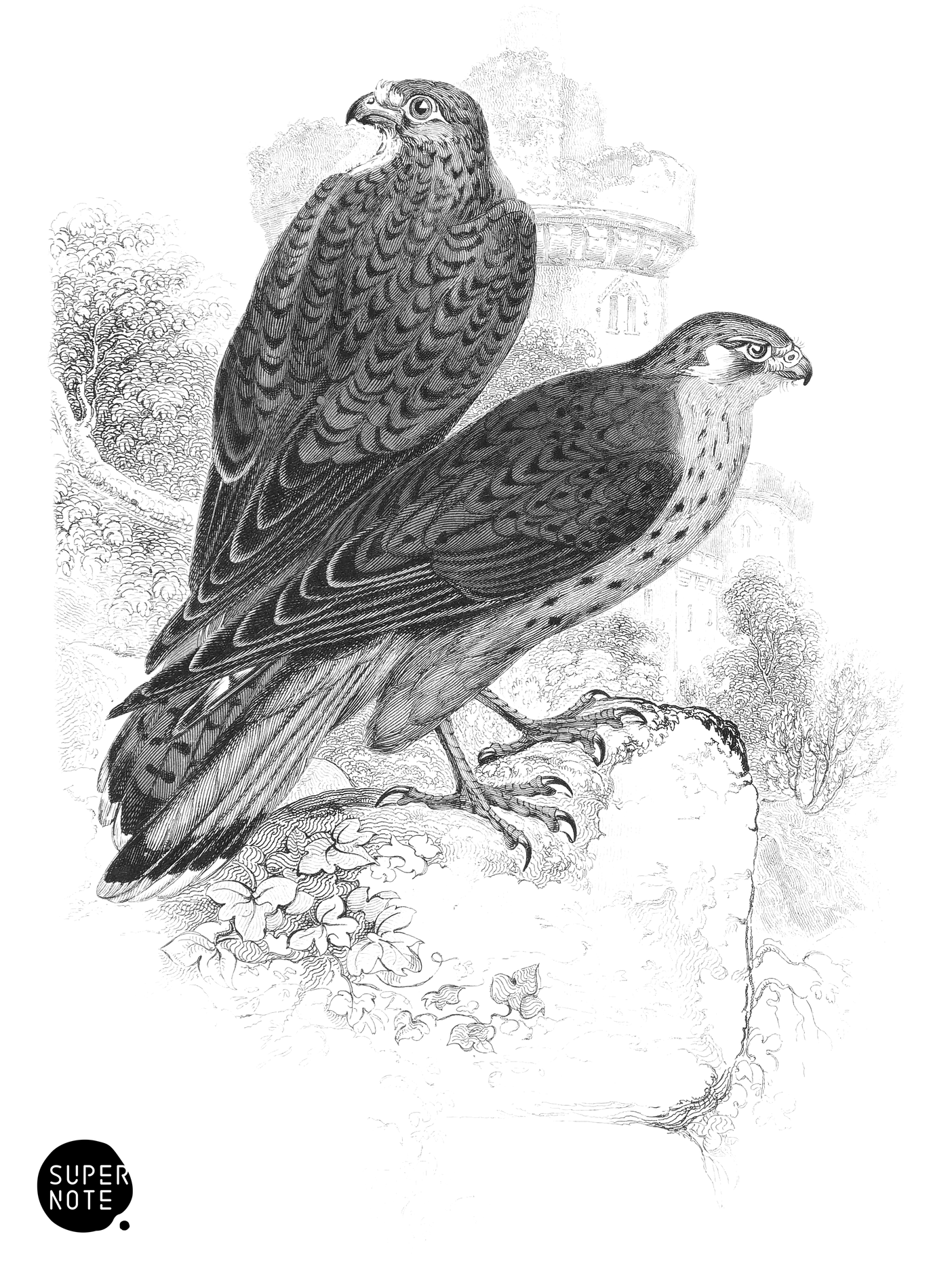 Kestrel (vol-20 plate-8).png