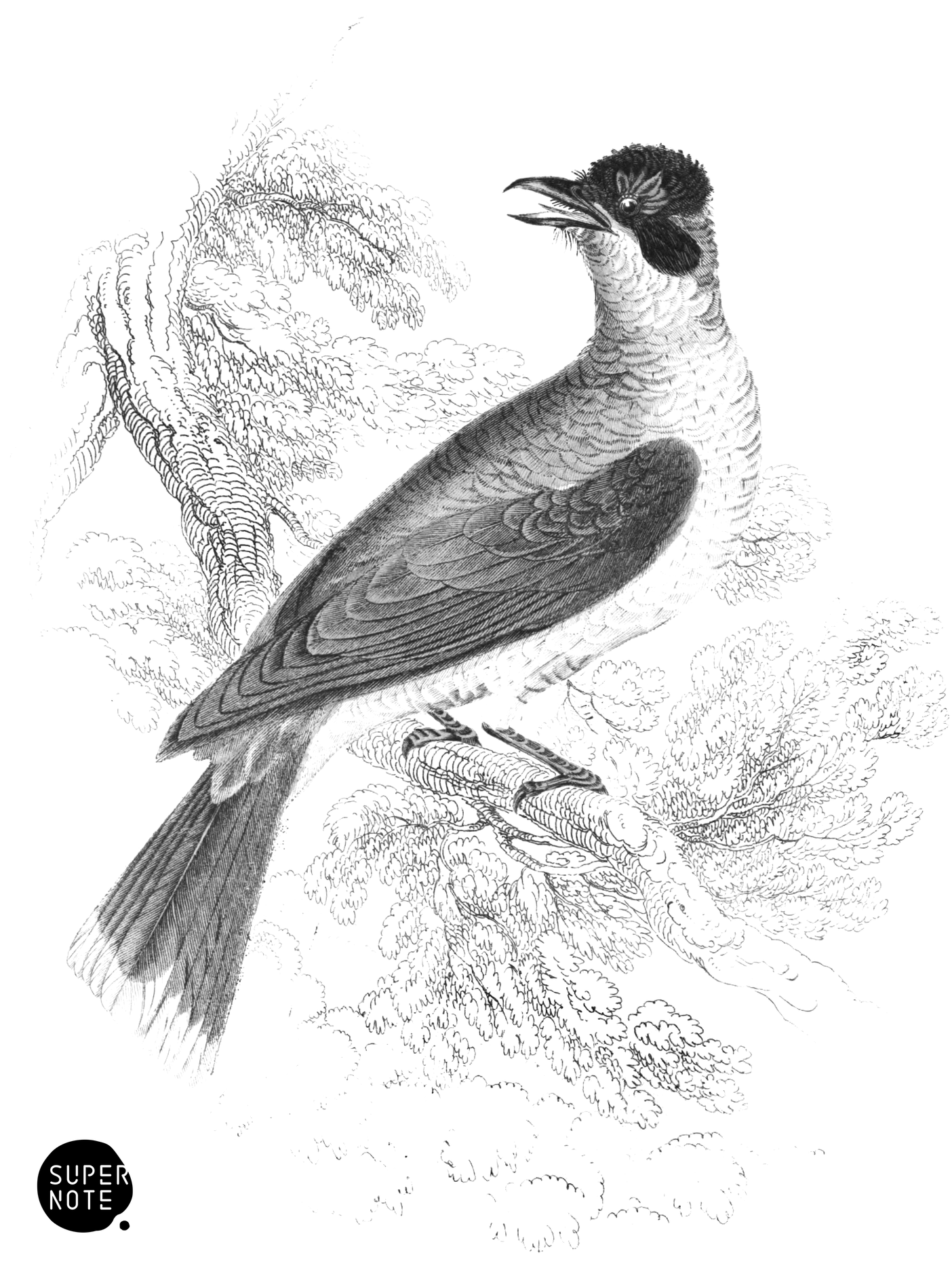 King-Bird (vol-26 plate-26).png
