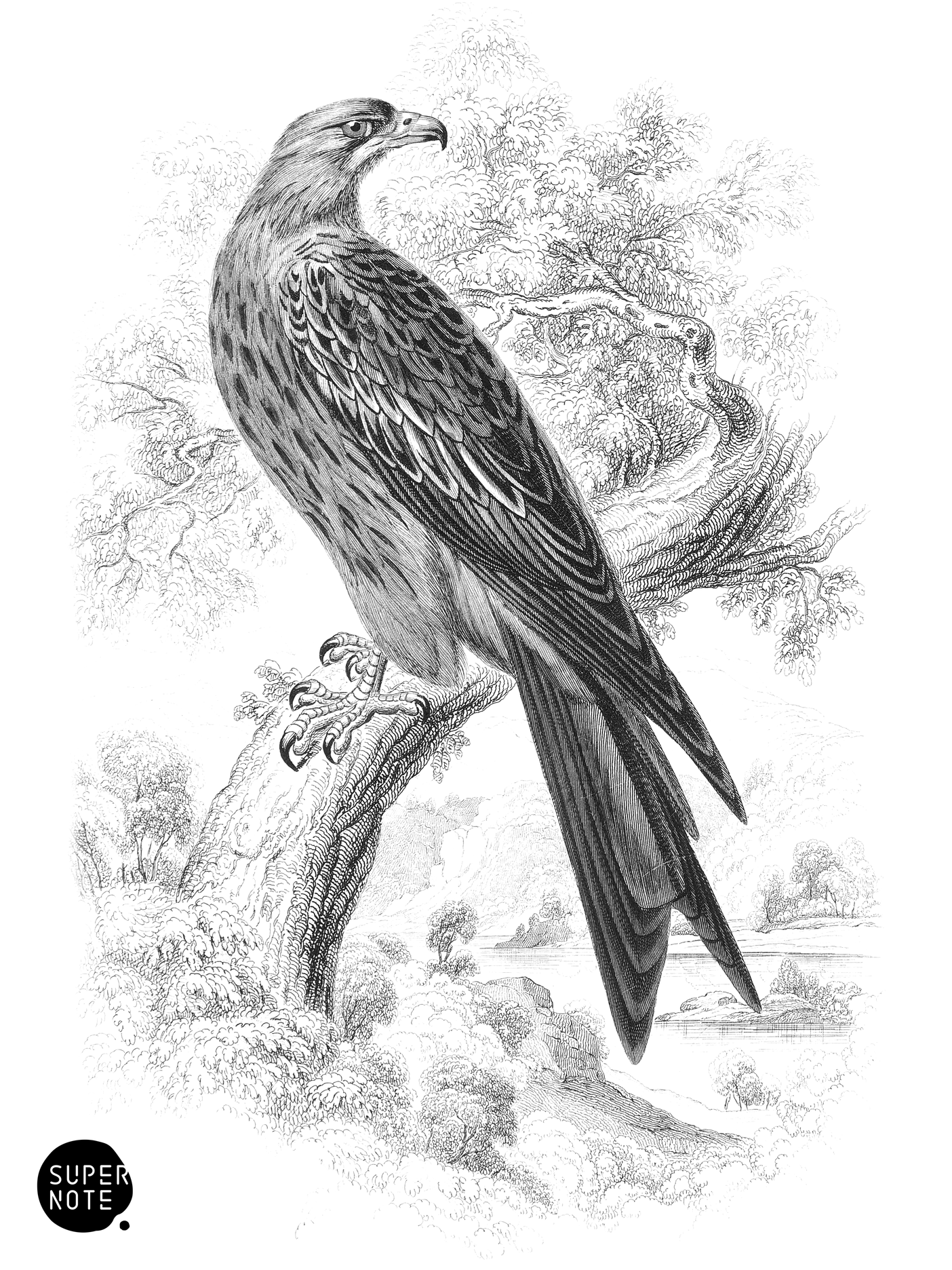 Kite (vol-20 plate-20).png