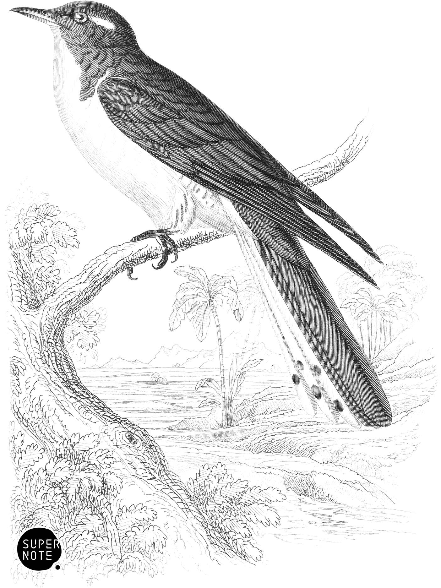 Klass’s Cuckoo (vol-19 plate-21).png