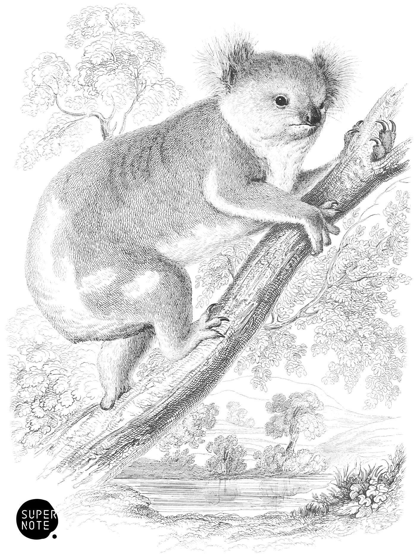 Koala (vol-30 plate-31).png