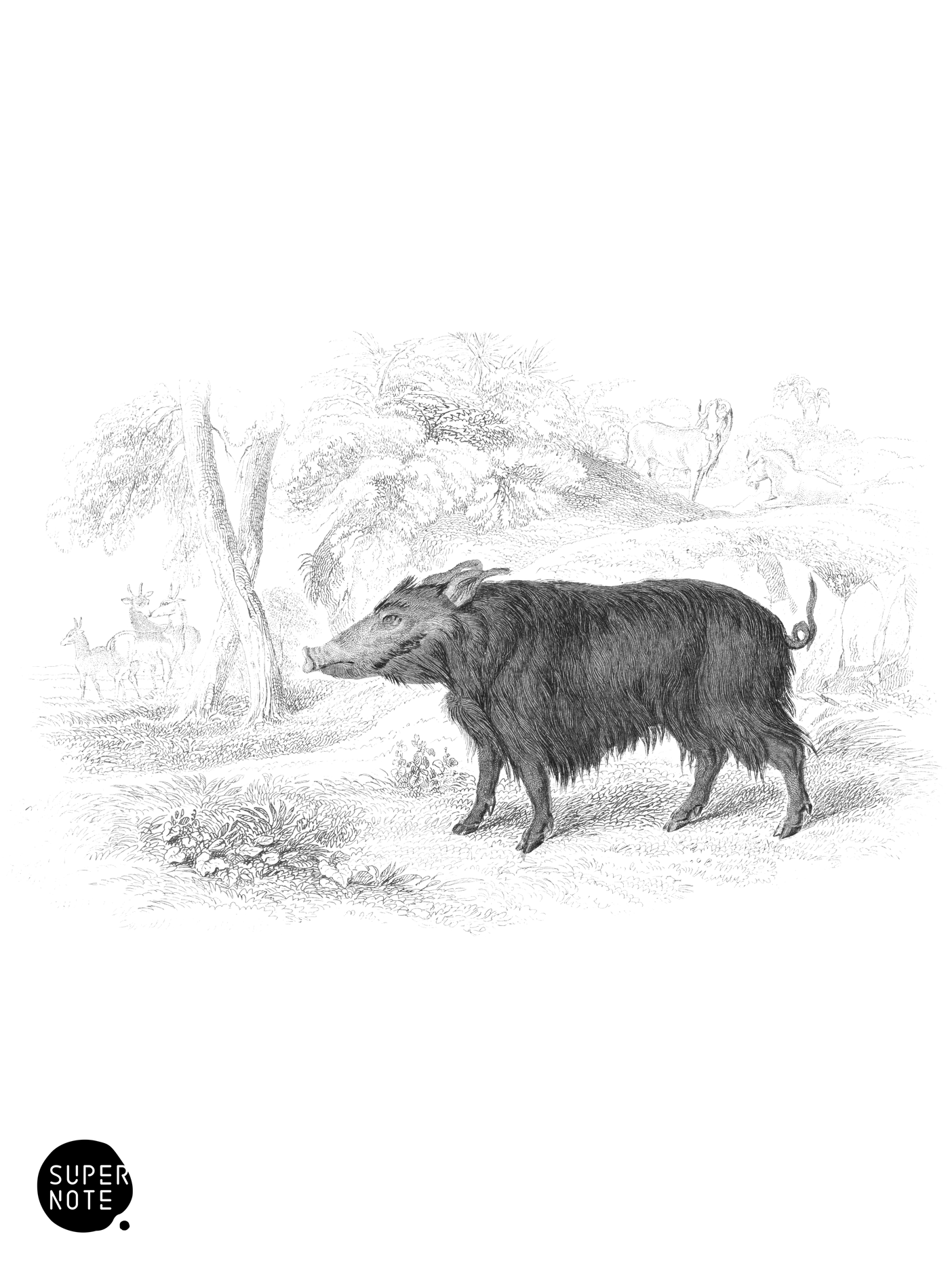 Koiropotamus (vol-13 plate-20).png