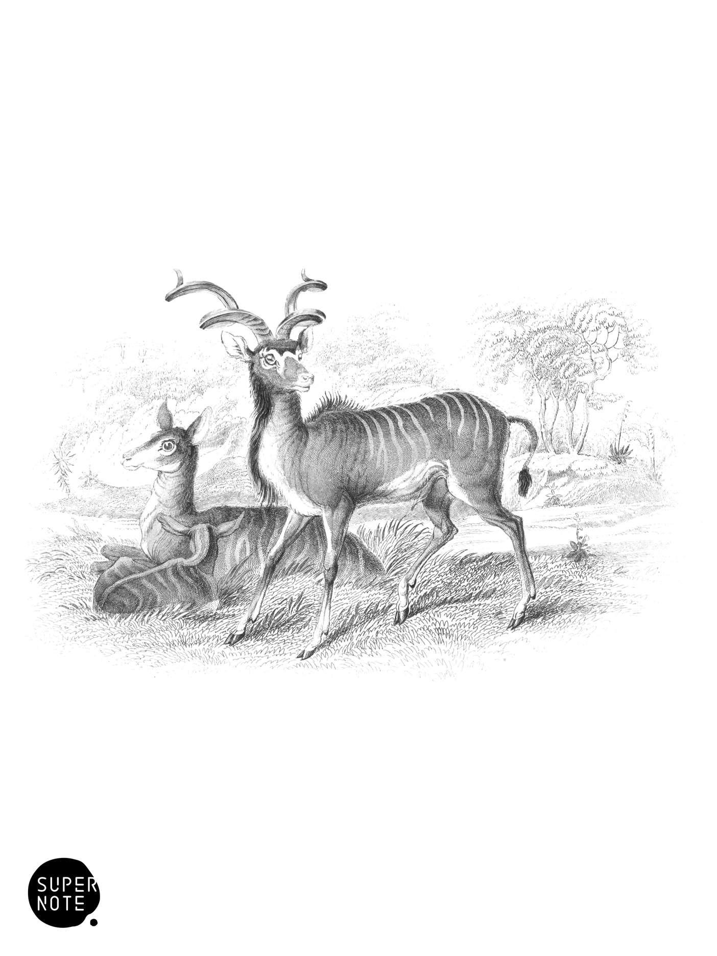 Koodoo (vol-12 plate-20).png