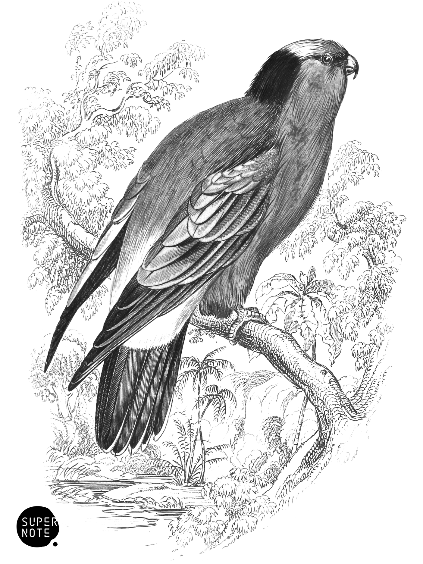 Kuhl’s Coriphilus (vol-15 plate-23).png