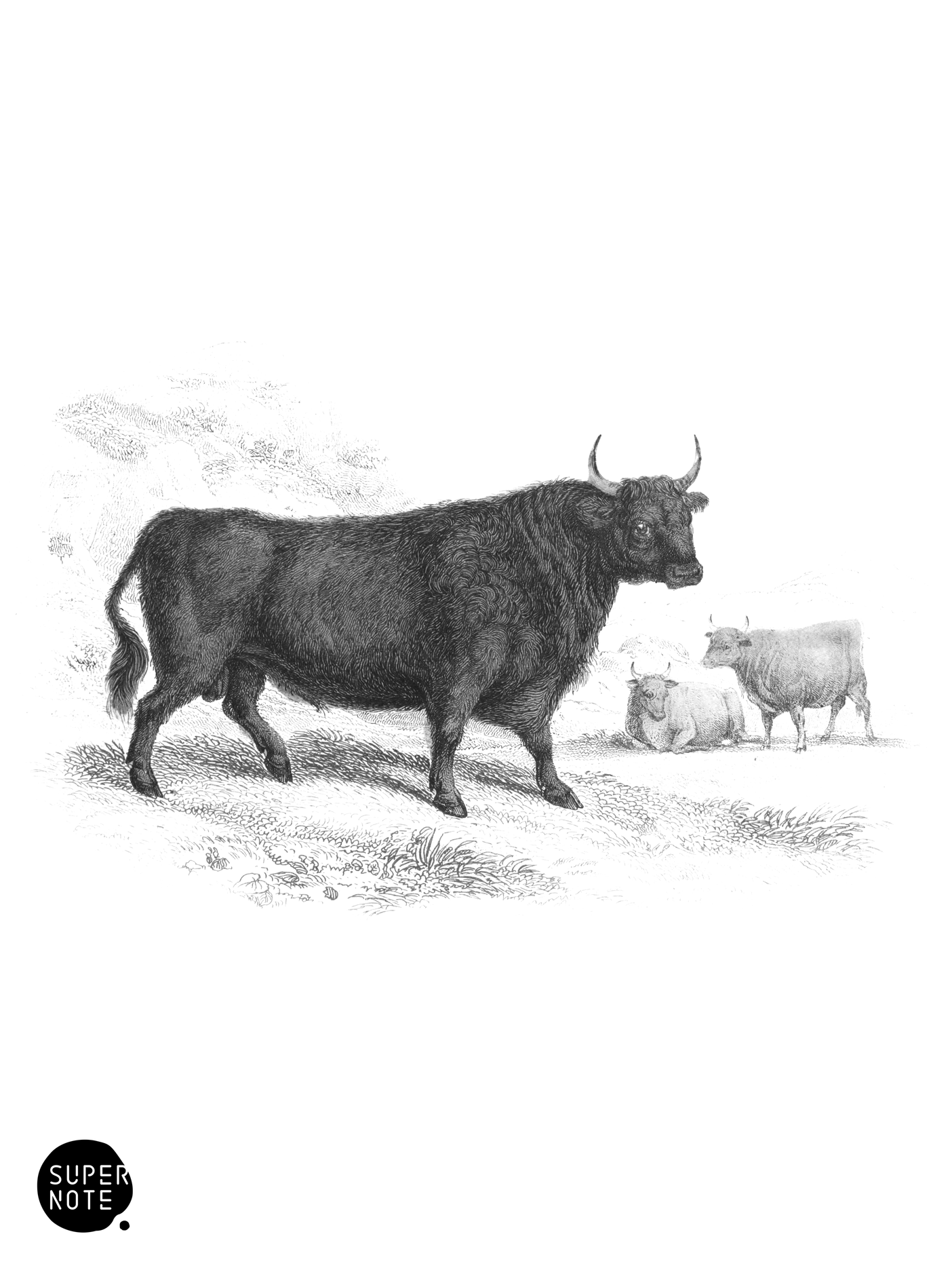 Kyloe or Highland Cattle (vol-12 plate-28).png