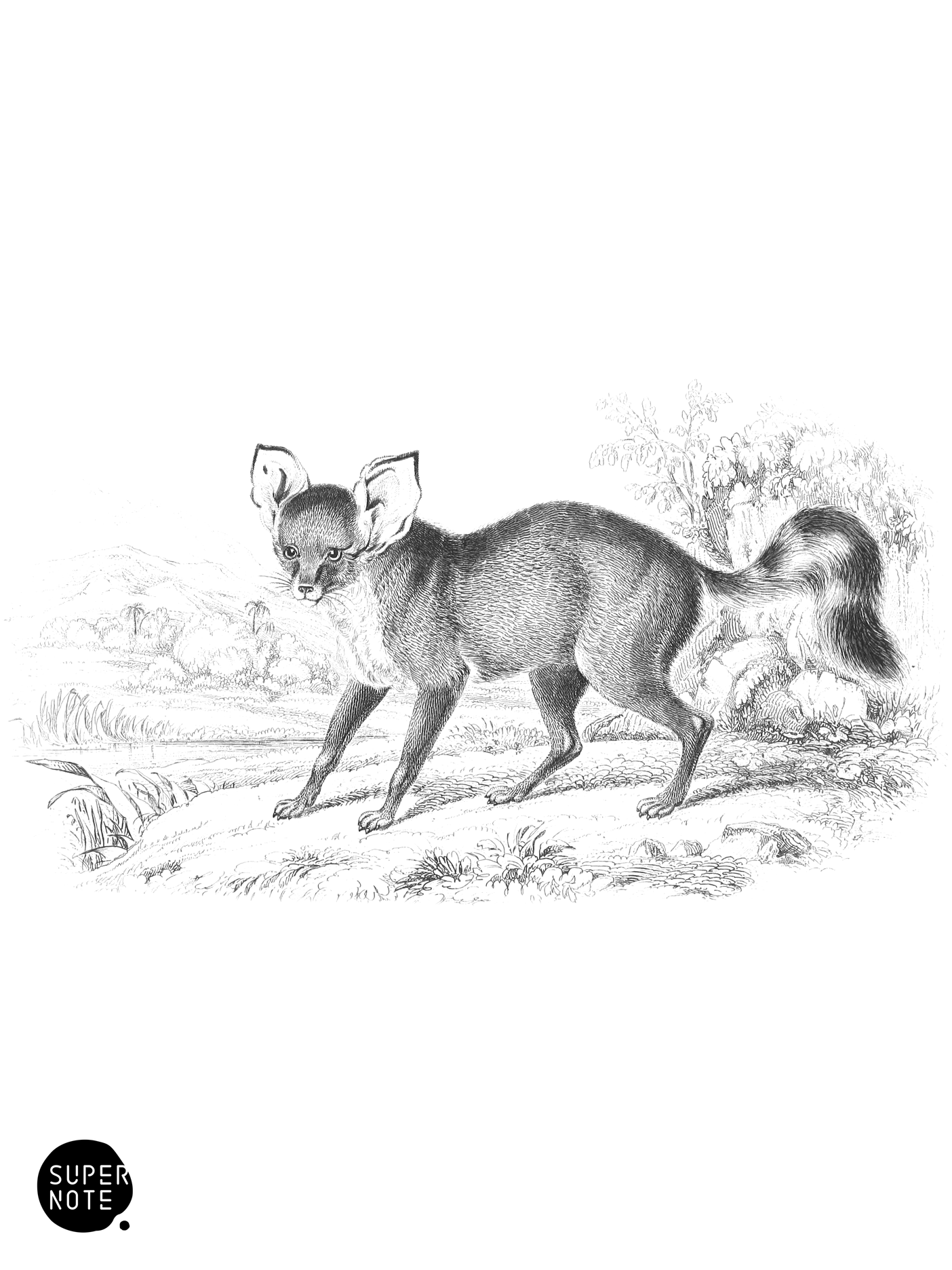 Lalande’s Zerda (vol-28 plate-23-star).png