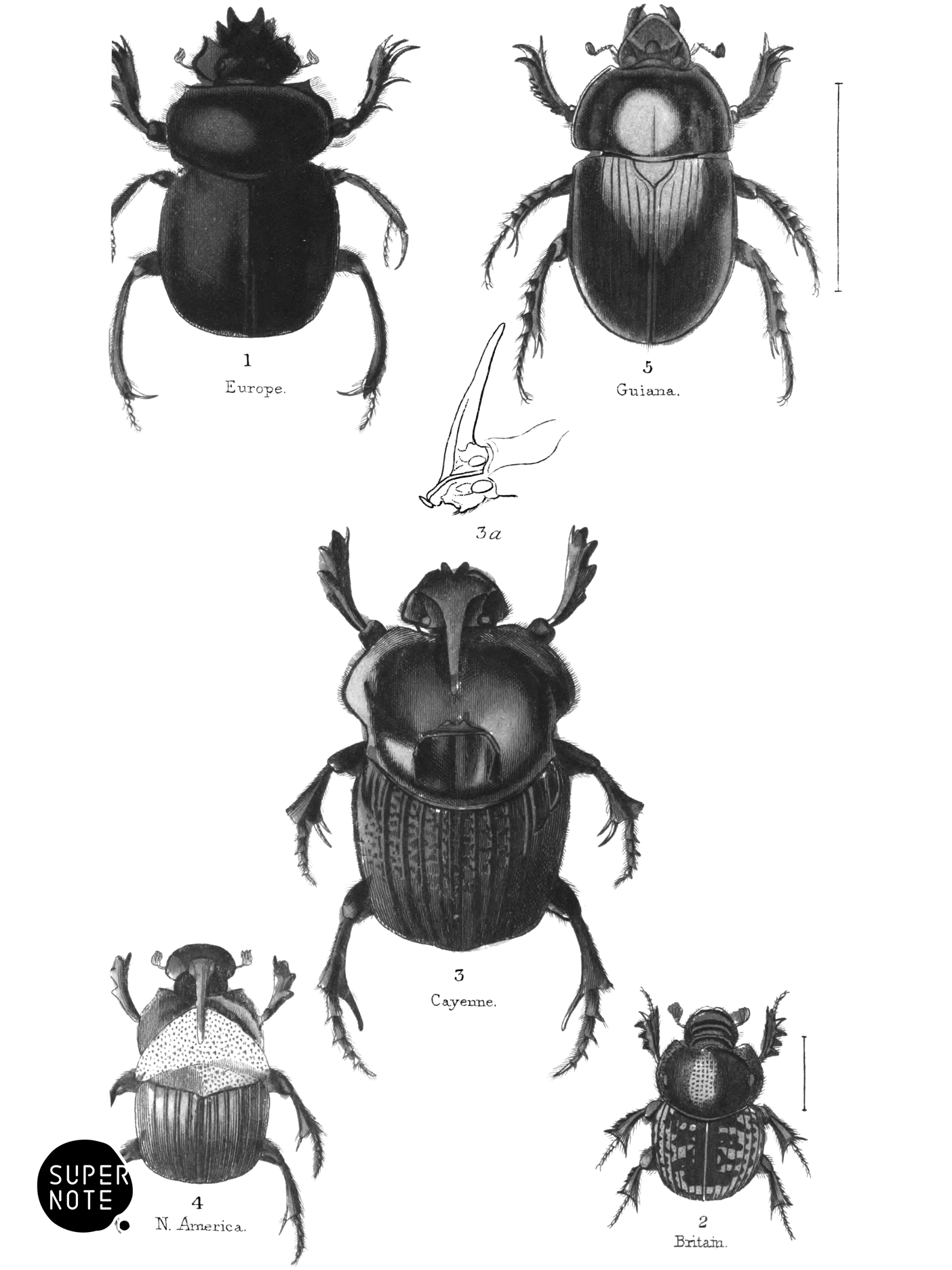 Lamellicornes (vol-08 plate-10).png