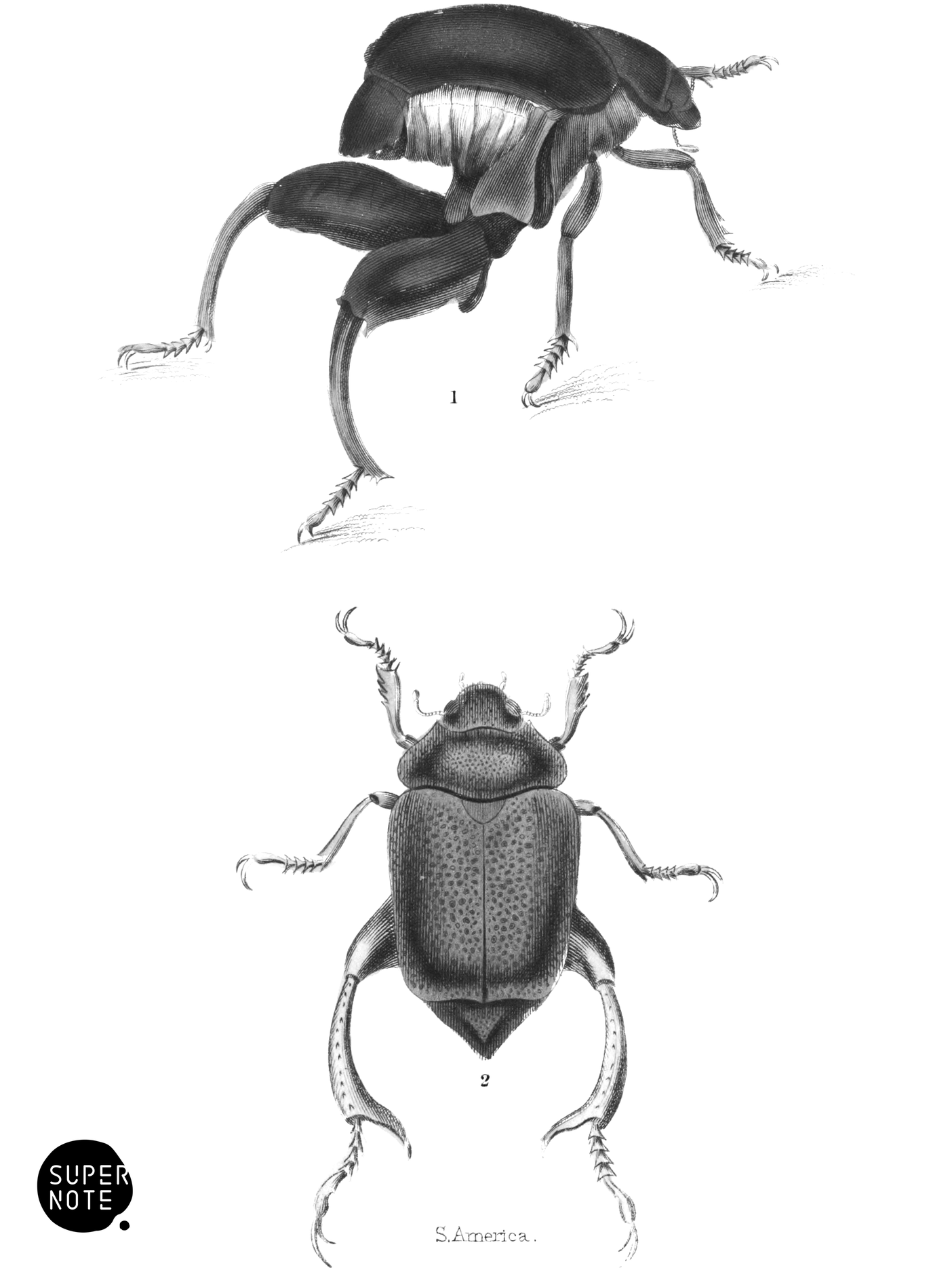 Lamellicornes (vol-08 plate-14).png