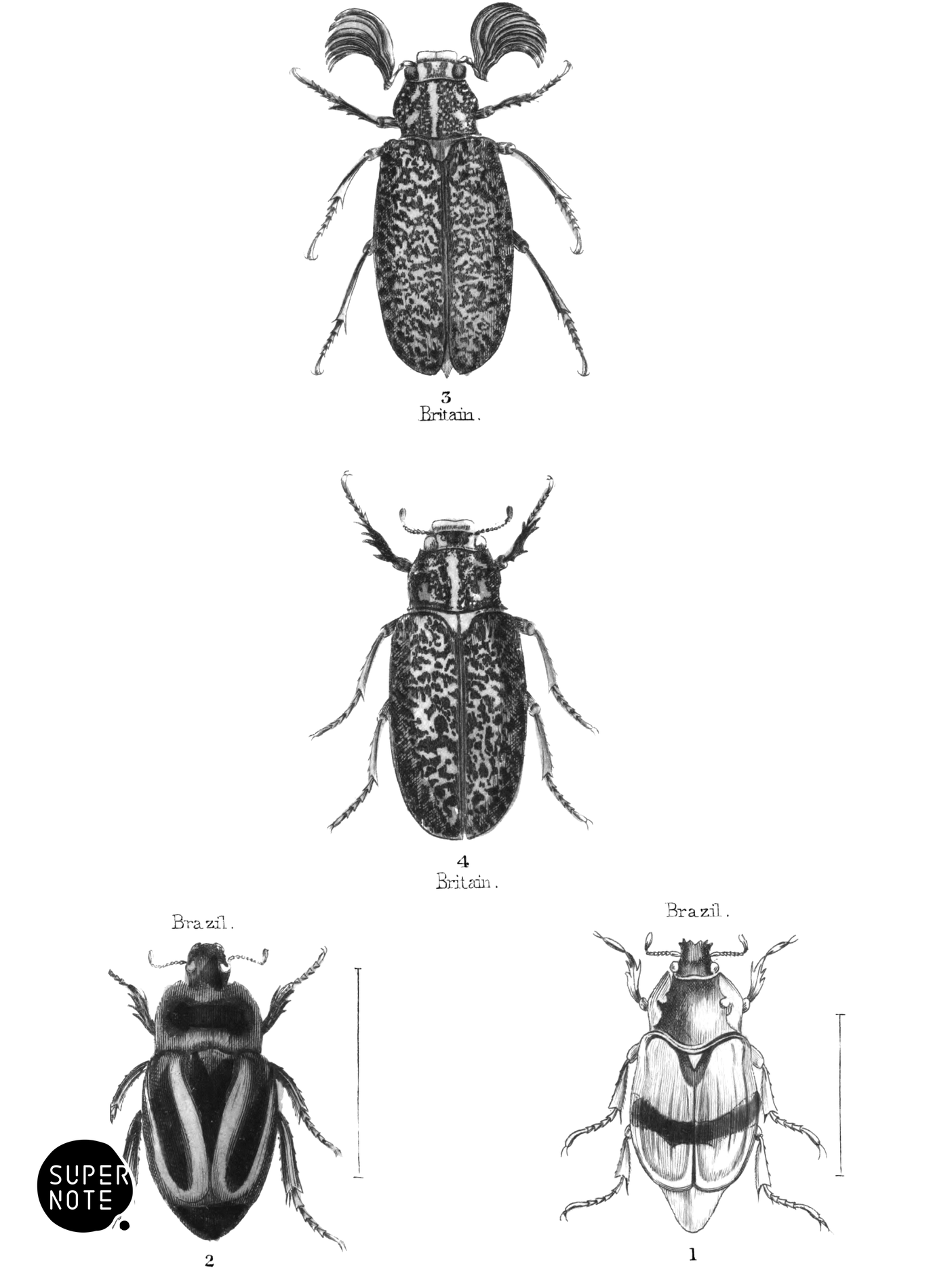 Lamellicornes (vol-08 plate-15).png
