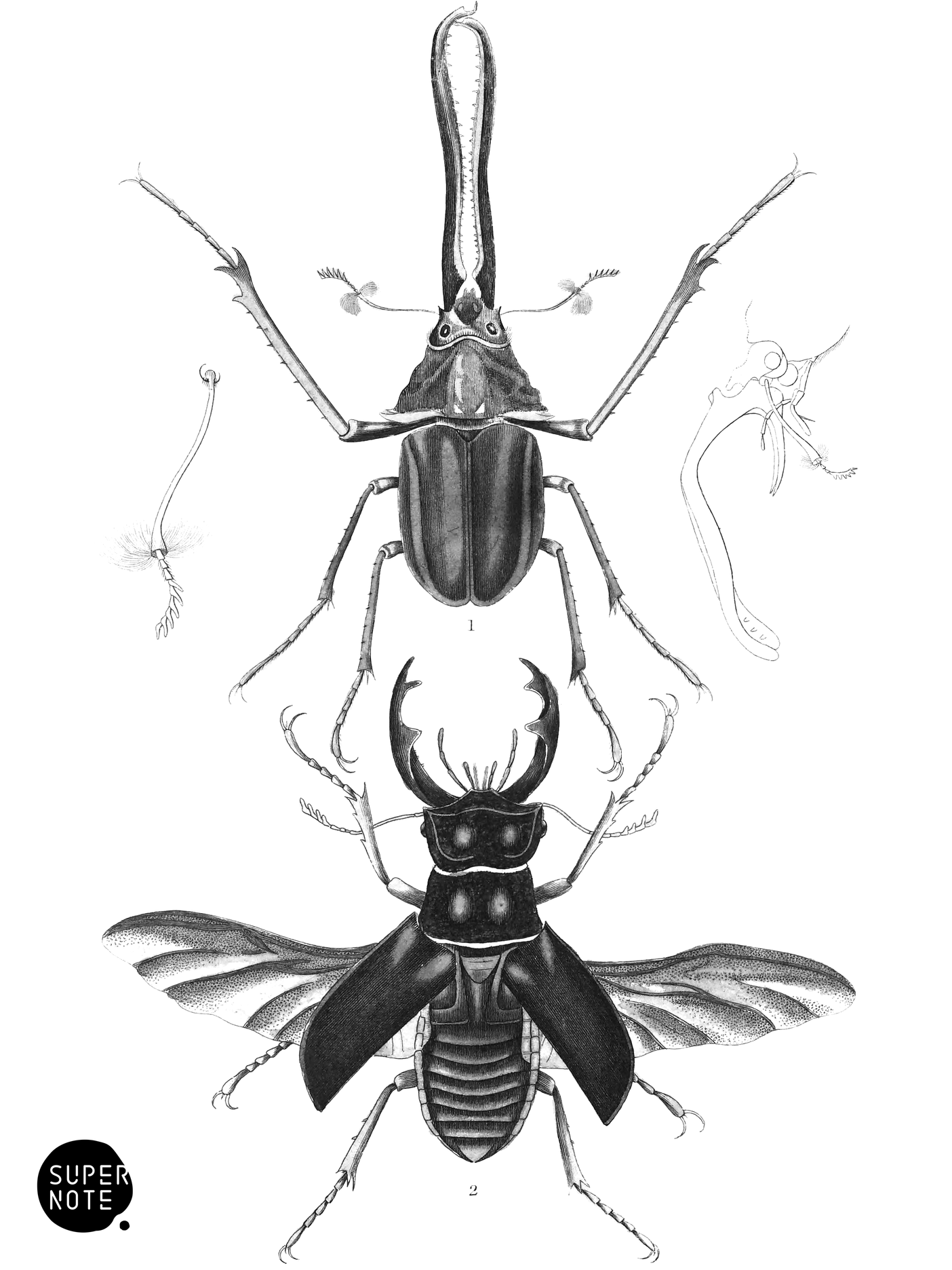 Lamellicornes (vol-08 plate-18).png