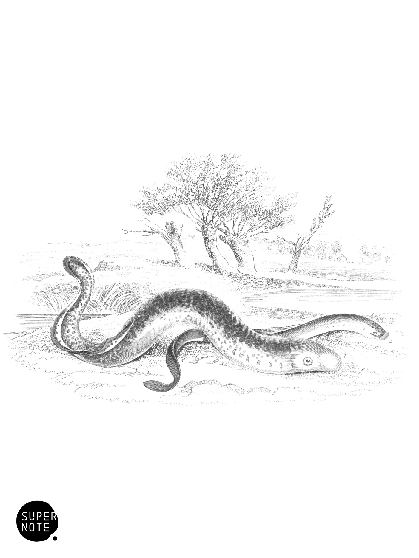 Lamprey & Pride, or Mud Lamprey (vol-39 plate-33).png