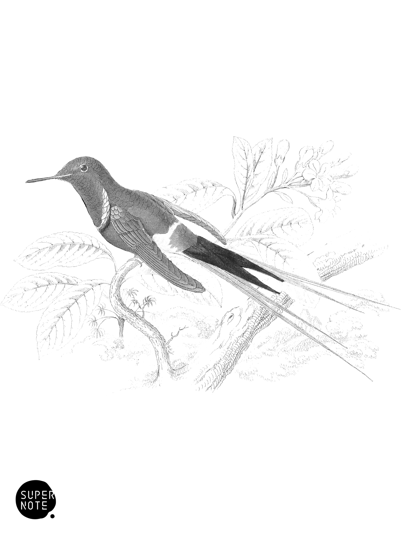 Langsdorff’s Humming-Bird (vol-03 plate-10).png