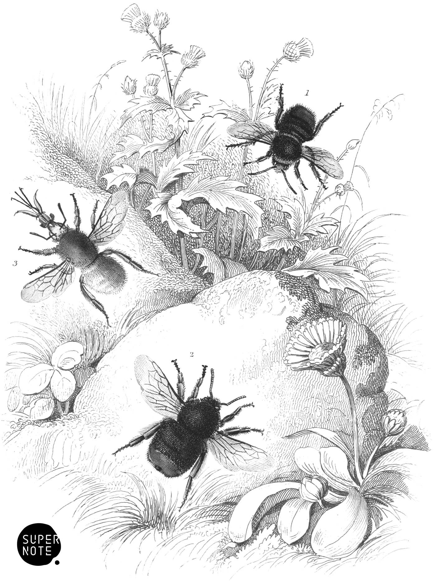 Lapidary or Red-Tailed & Moss or Carder Bees (vol-26 plate-16).png