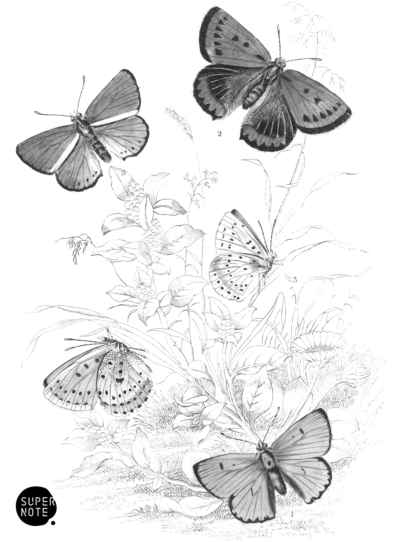 Large & Scarce Coppers (vol-10 plate-29).png