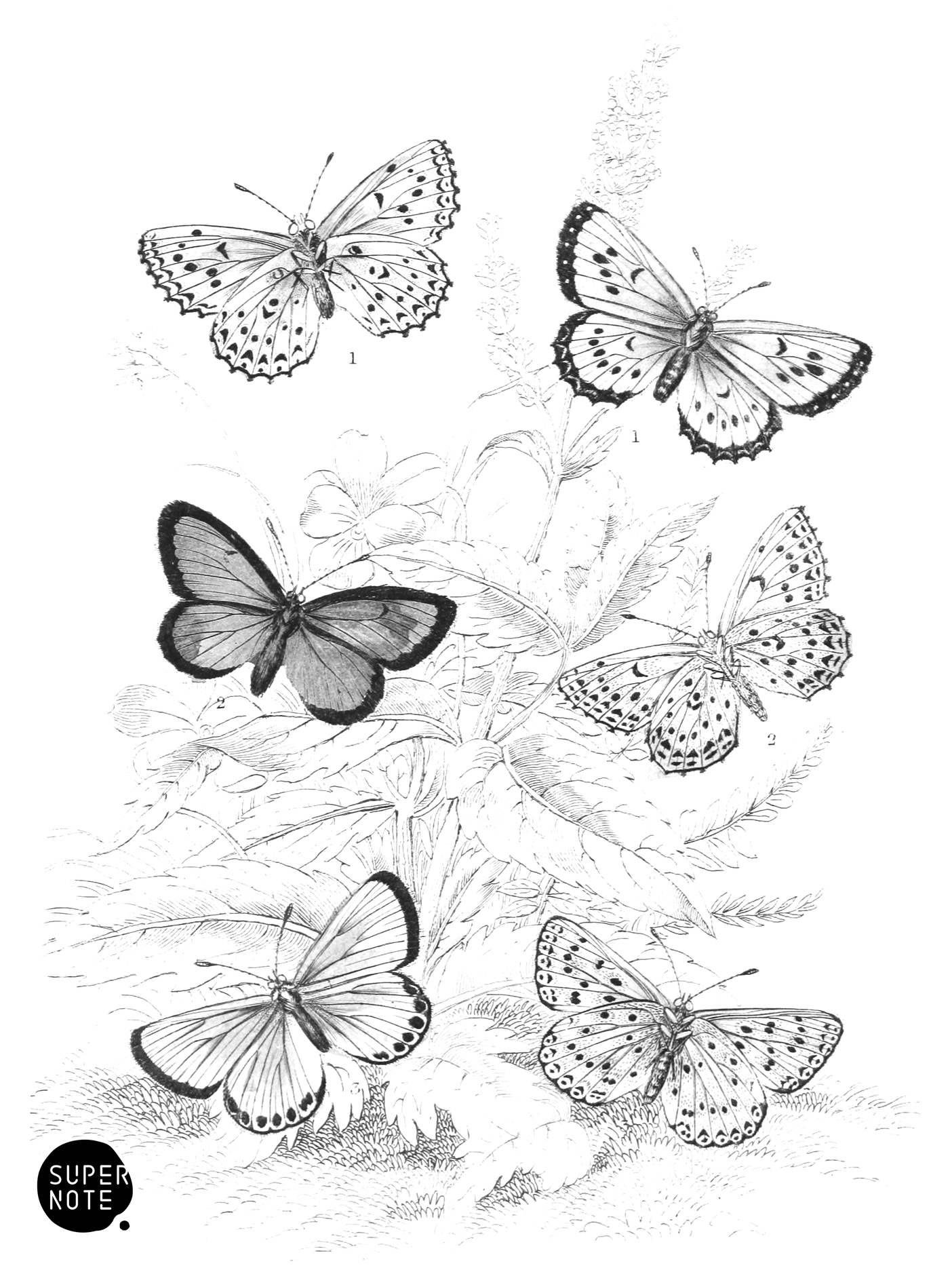Large Blue, Alcon Blue & Chalk-Hill Blue Butterflies (vol-10 plate-32).png