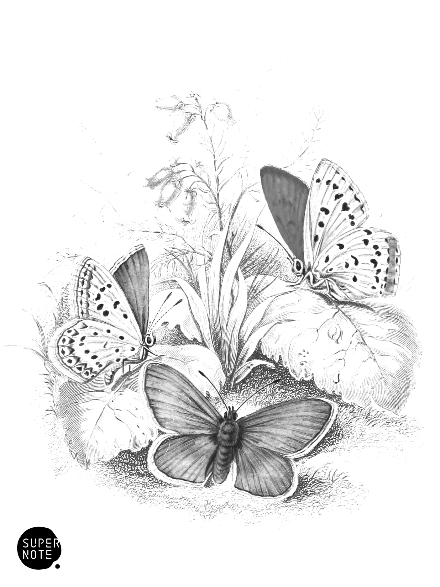 Large Copper & Common Blue Butterflies (vol-10 vignette).png