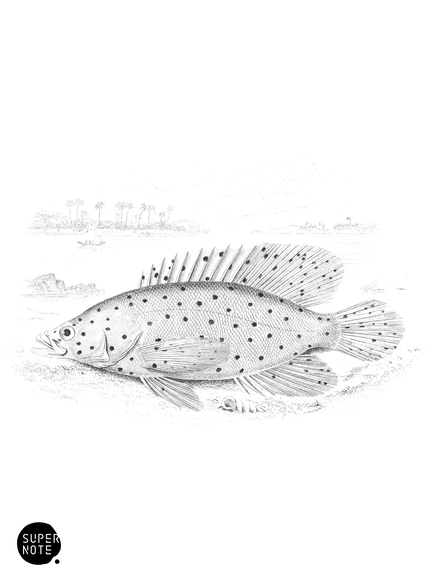 Large Finned Serranus (vol-07 plate-20).png