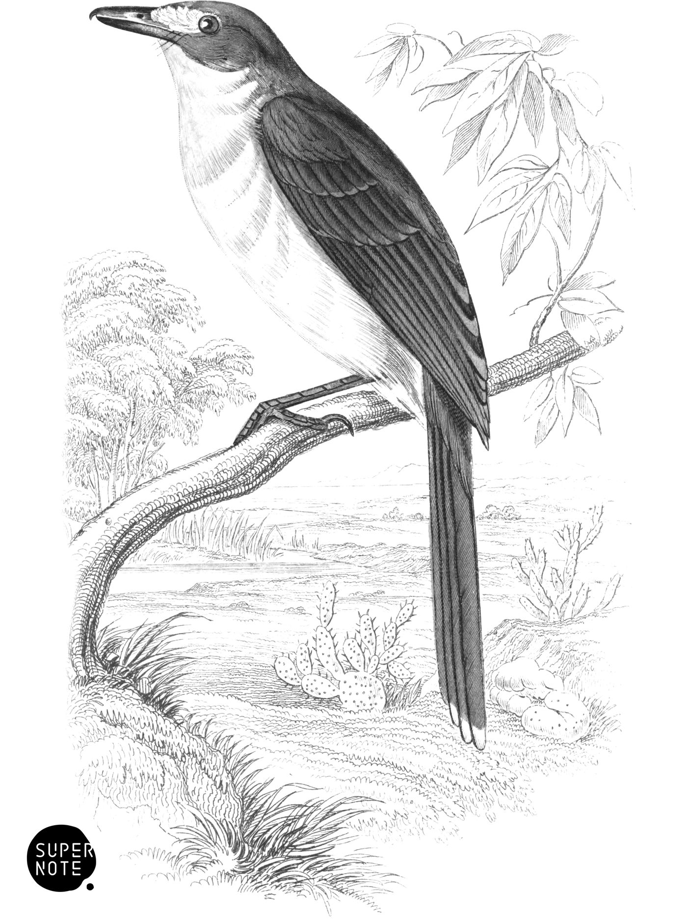Large Grey-Headed Bush-Shrike (vol-17 plate-22).png