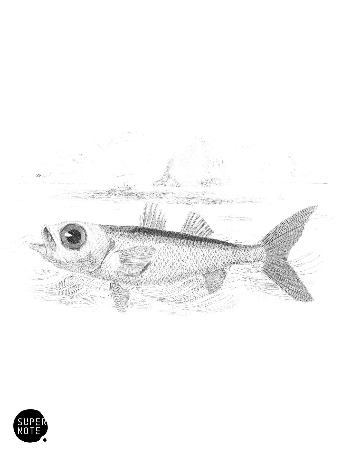 Large-Eyed Pomatome (vol-07 plate-13).png