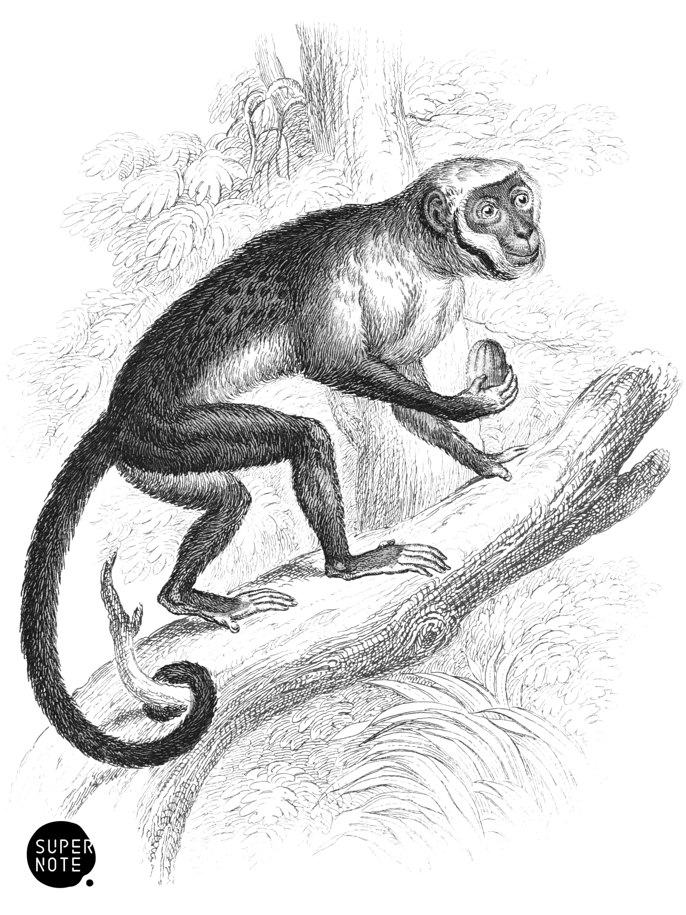 Large-Headed Sapajou (vol-02 plate-22-cw).png