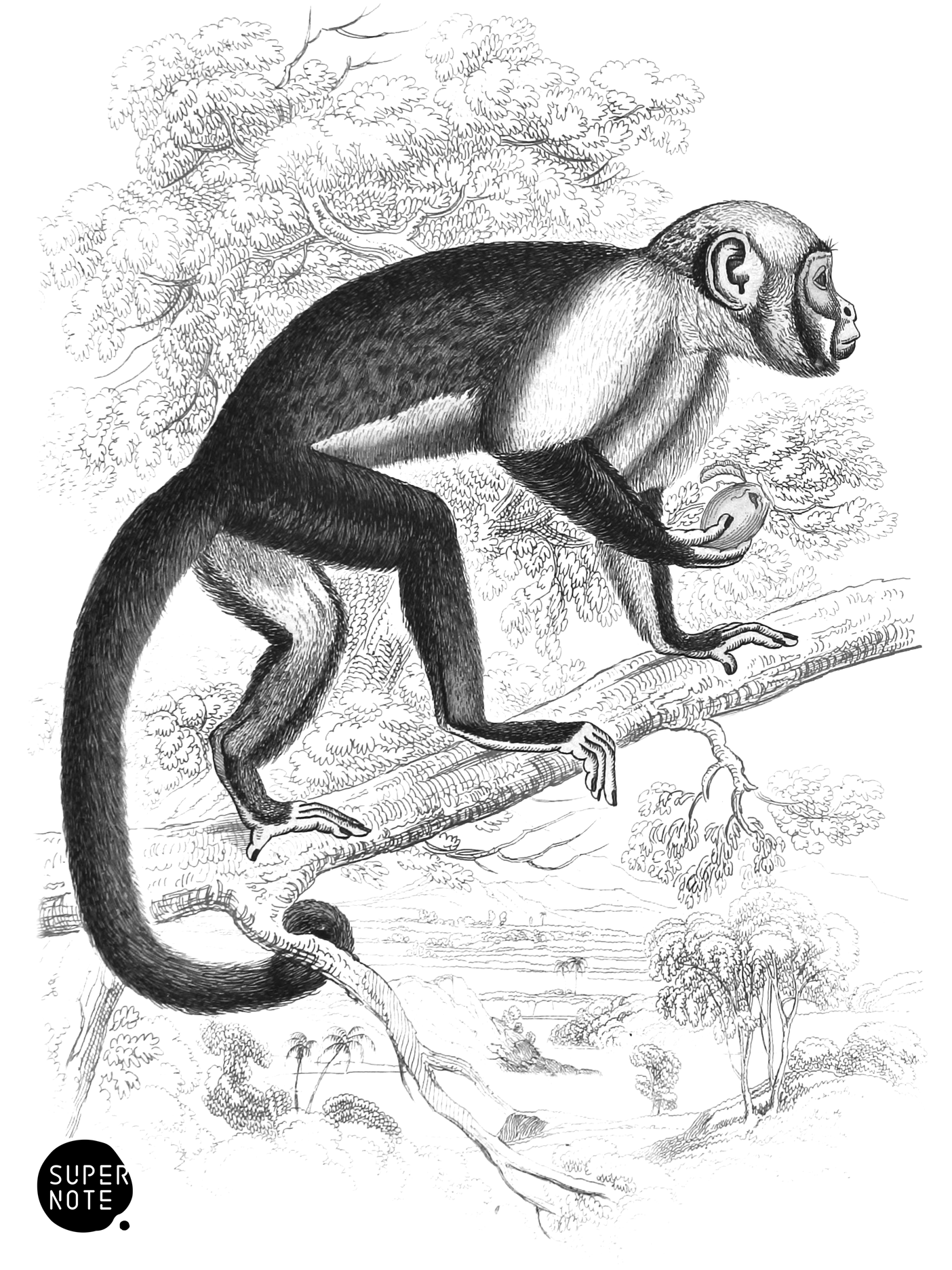 Large-Headed Sapajou (vol-02 plate-22-lizars).png