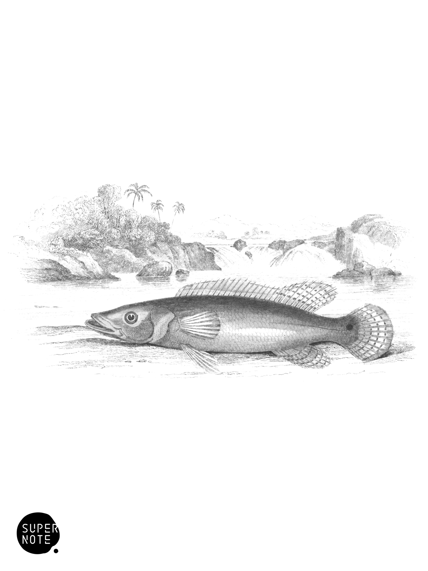 Large-Lipped Cychla (vol-38 plate-3).png