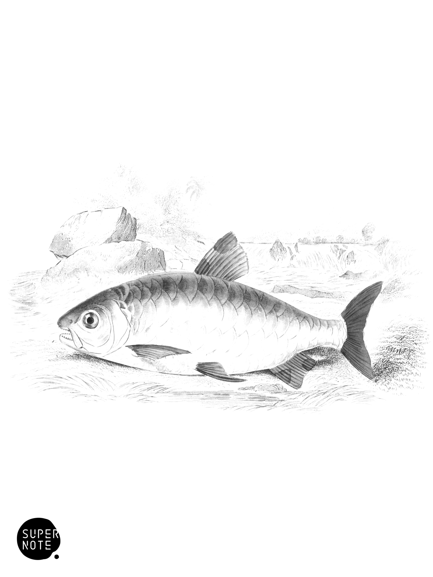 Large-Scaled Chalceus (vol-32 plate-14).png