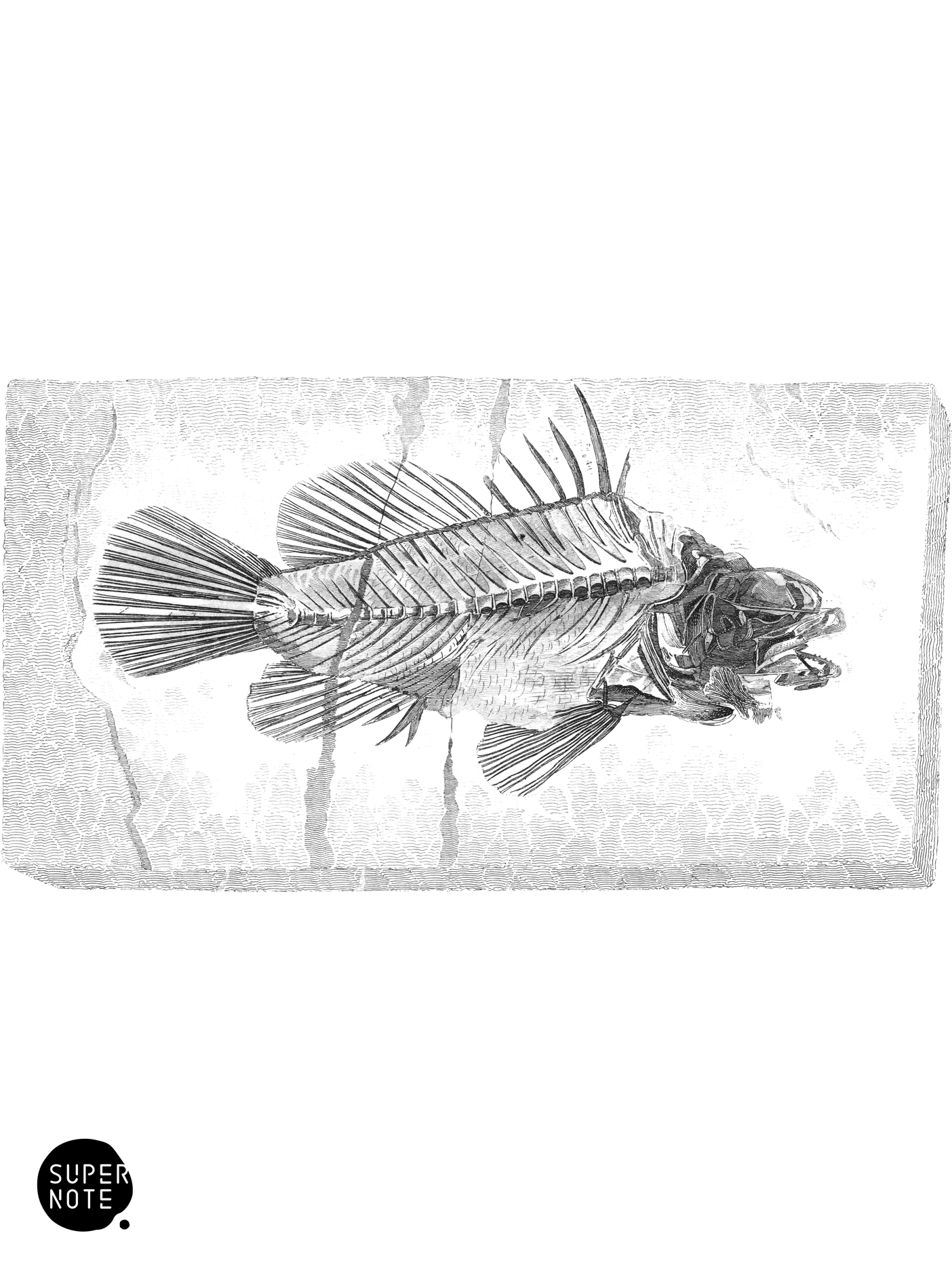 Lates gracilis (vol-07 plate-33).png