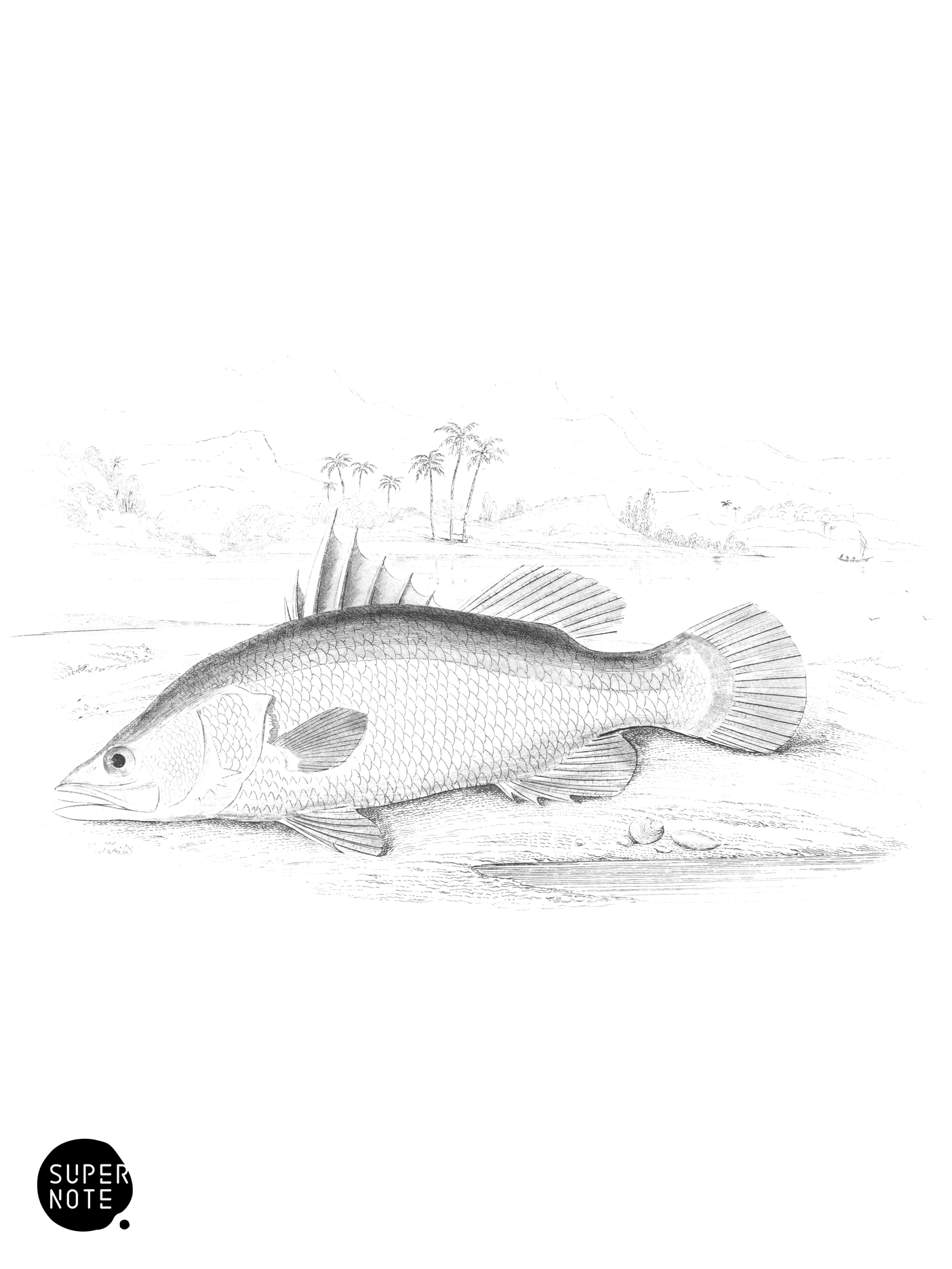 Lates of the Nile (vol-07 plate-3).png