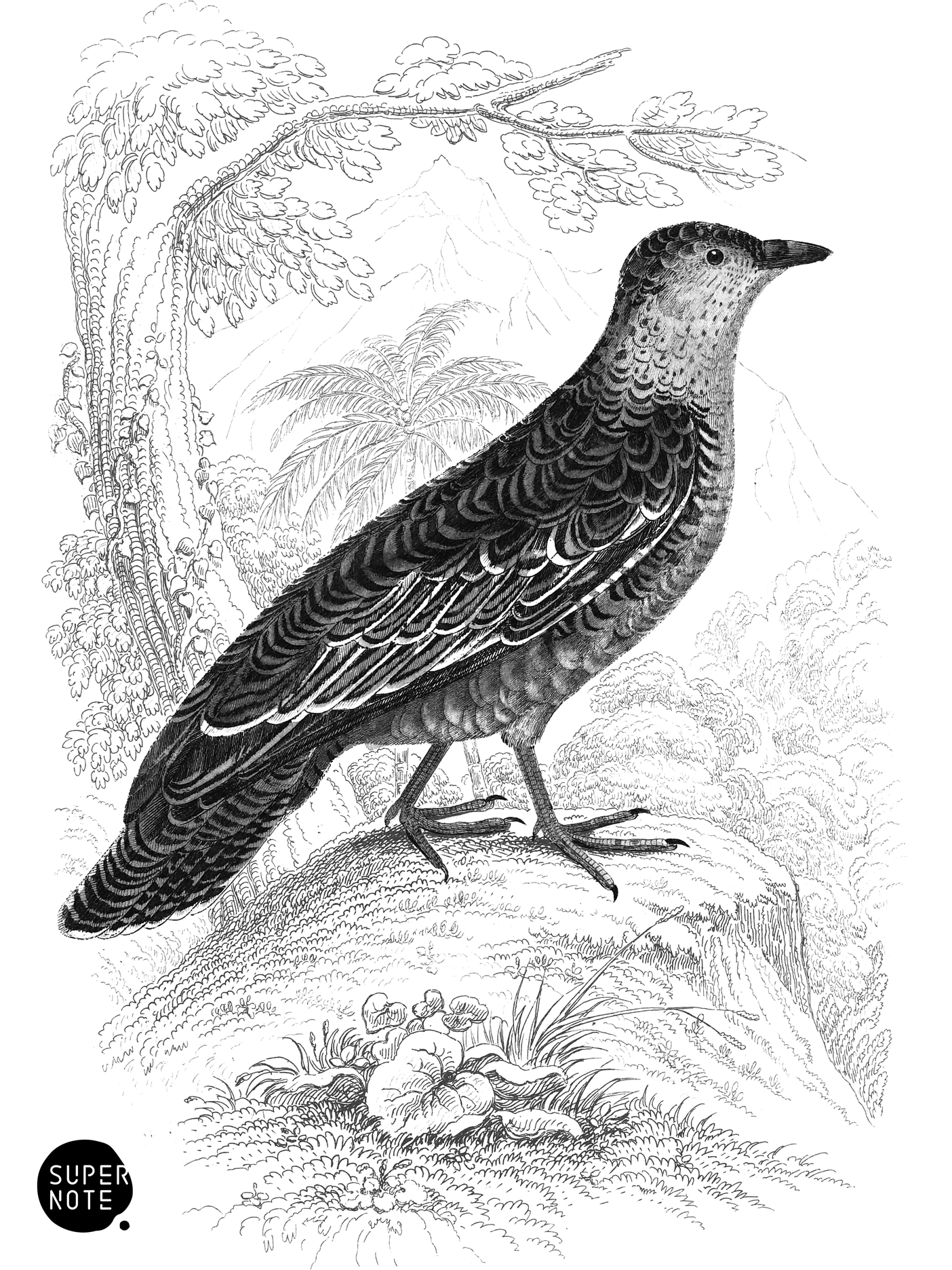 Latreille’s Attagis (vol-06 plate-9).png