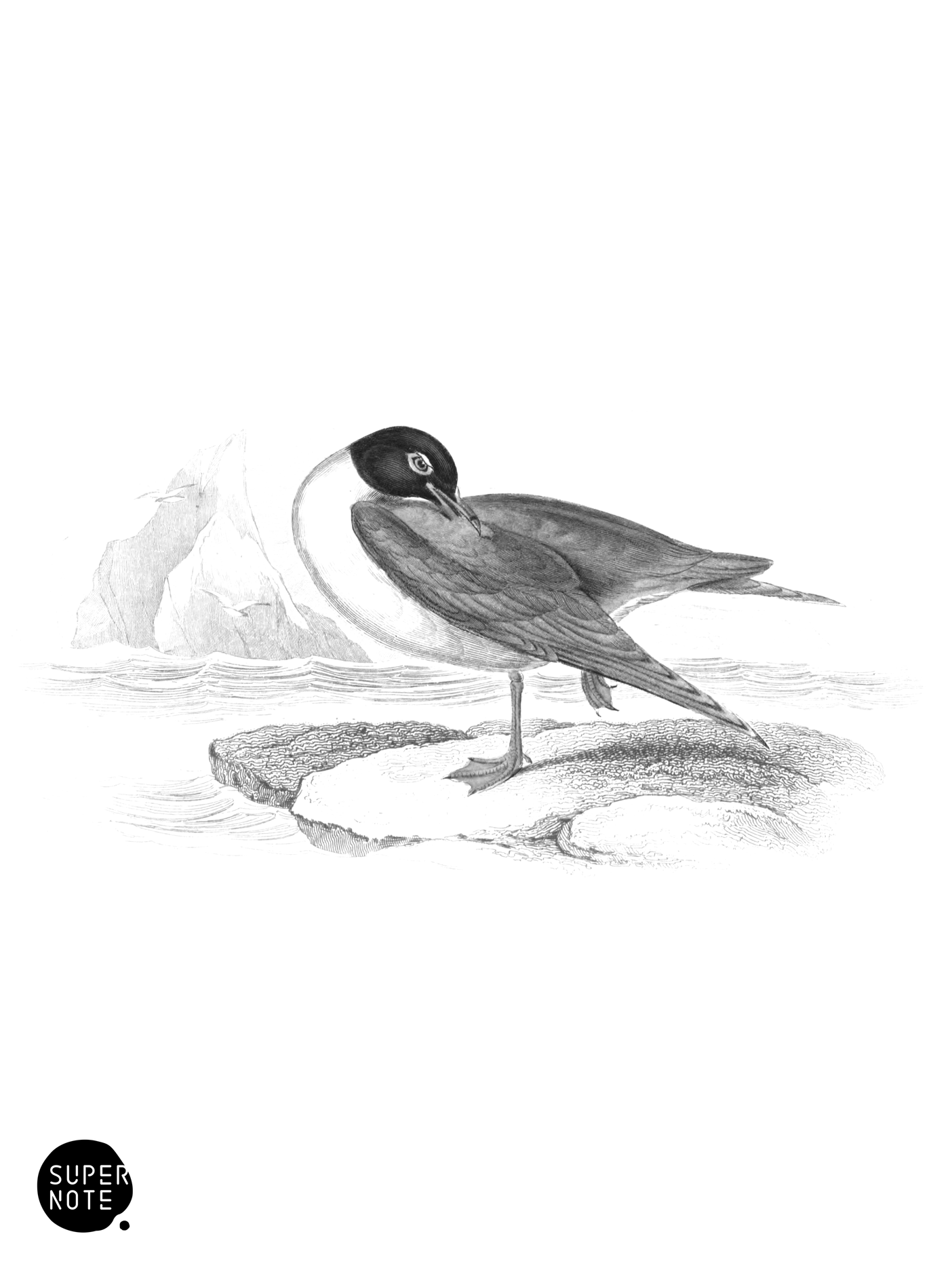 Laughing Gull (vol-40 plate-25).png