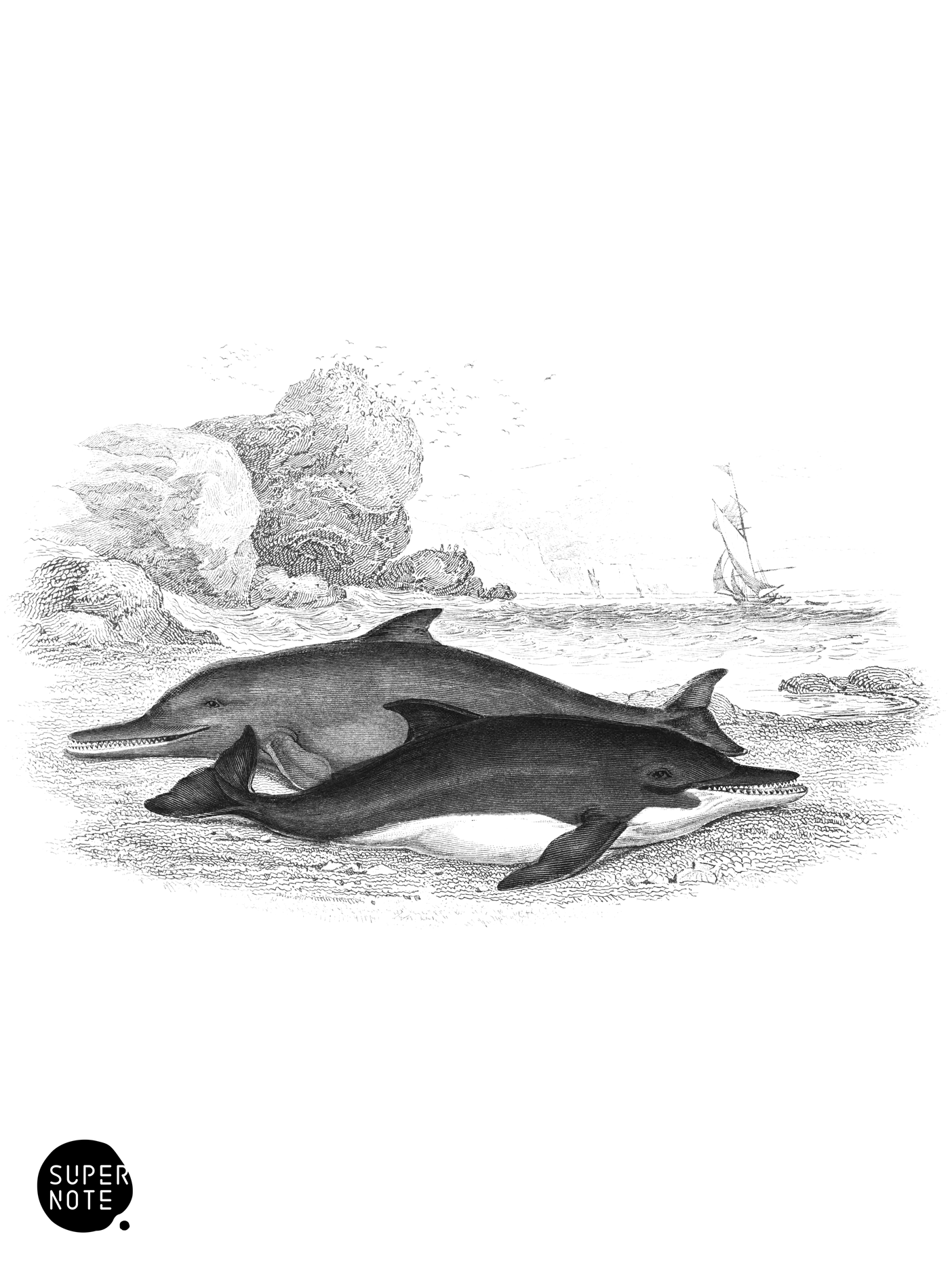 Lead-Coloured Dolphin (vol-16 plate-25).png