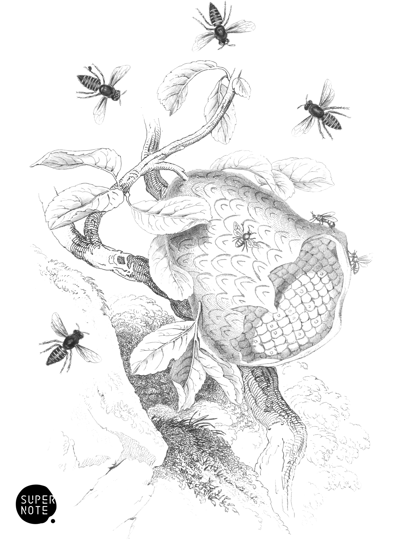 Lecheguana (Polistes) (vol-26 plate-28).png
